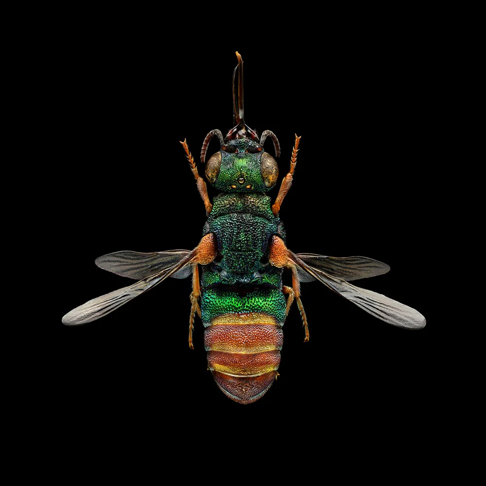 Uponwalls_Ruby-tailed+Wasp+5630MB.jpg