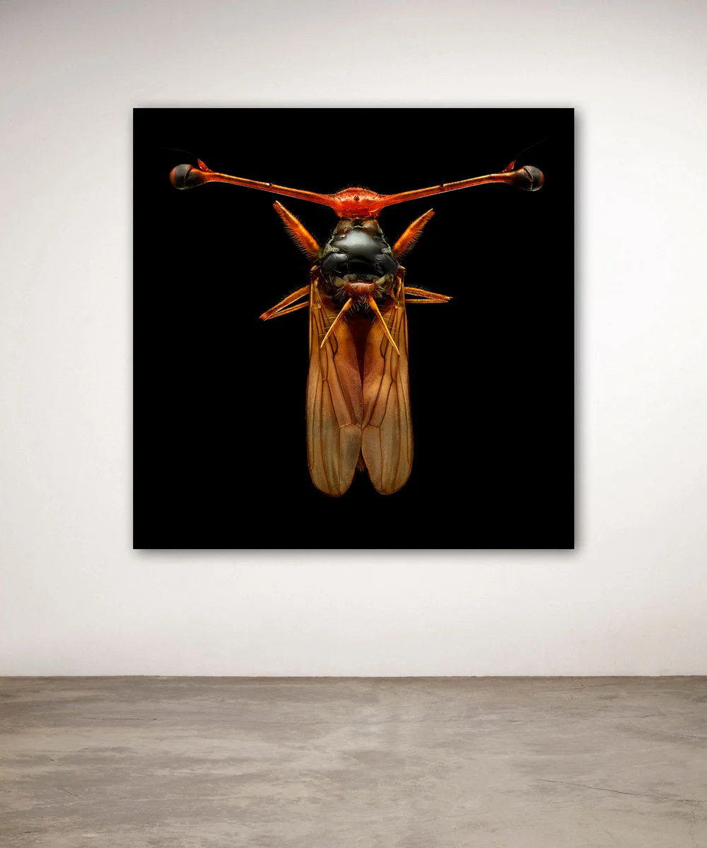 Uponwalls_Stalk-eyed+fly+wall.jpg