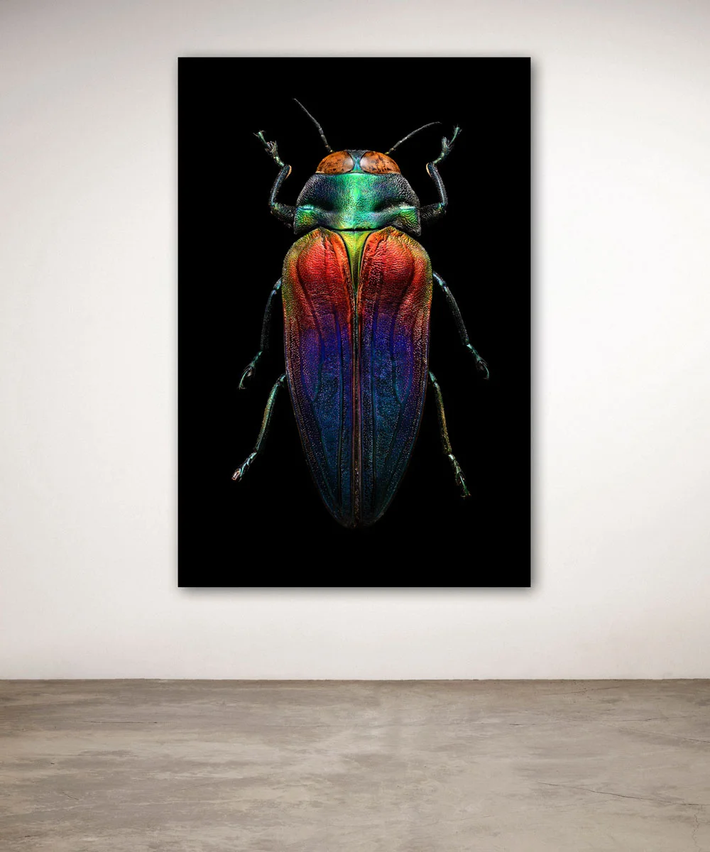 Uponwalls_Tricoloured+Jewel+Beetle+wall.jpg