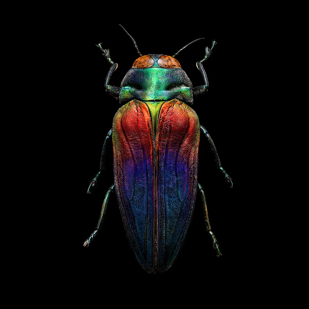Uponwalls_Tricoloured+Jewel+Beetle+1830MB.jpg