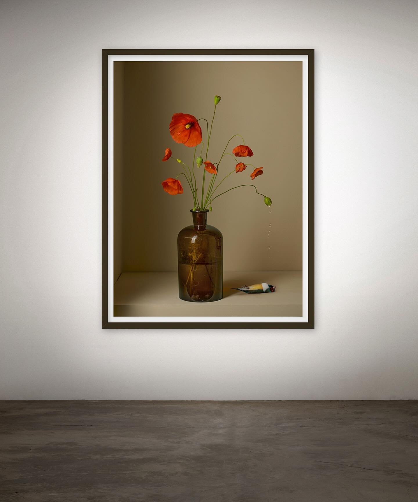 ⌜ Wake up ⌟   by @gemmy.woudbinnendijk 

The poppy flower, with its delicate, vibrant petals, carries profound symbolism across various cultures and contexts. Most notably, the red poppy symbolizes remembrance and honor for fallen soldiers, a traditi