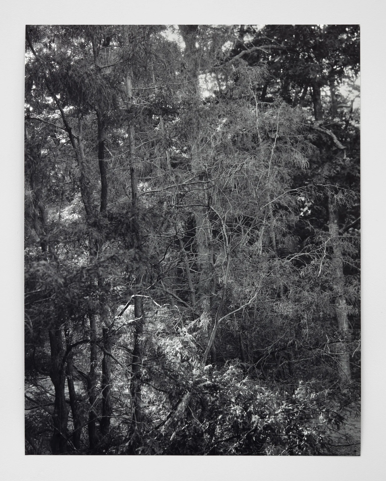 Wayland Wood (2016)