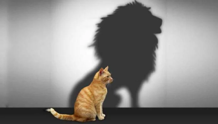 catlion.jpg