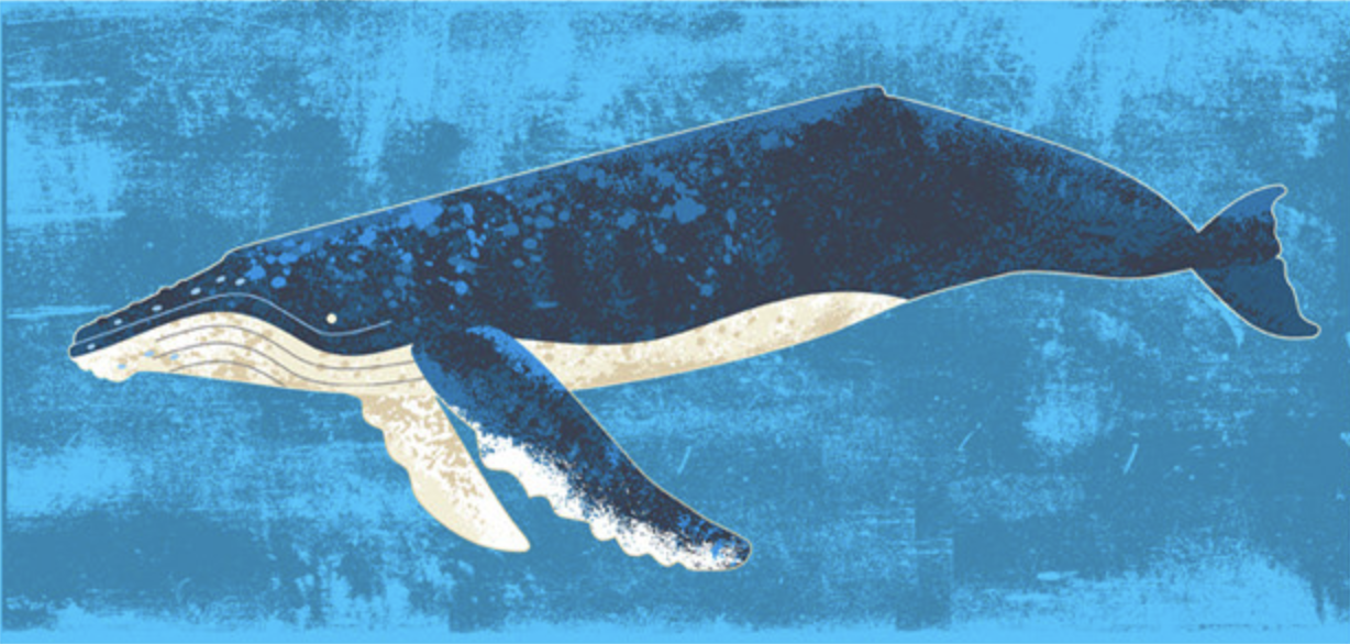 whale1.png