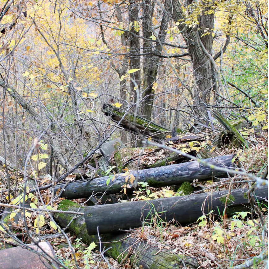 Interview with Buffalo's Fire: News from the Northern Plains