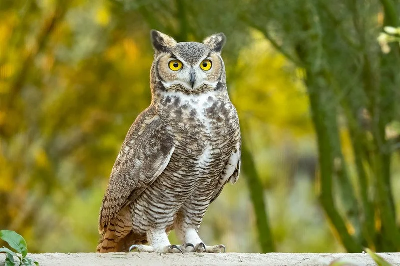 What Do Owls Mean in Ojibwe Culture? Understanding Symbolism, Night, and Spiritual Beliefs