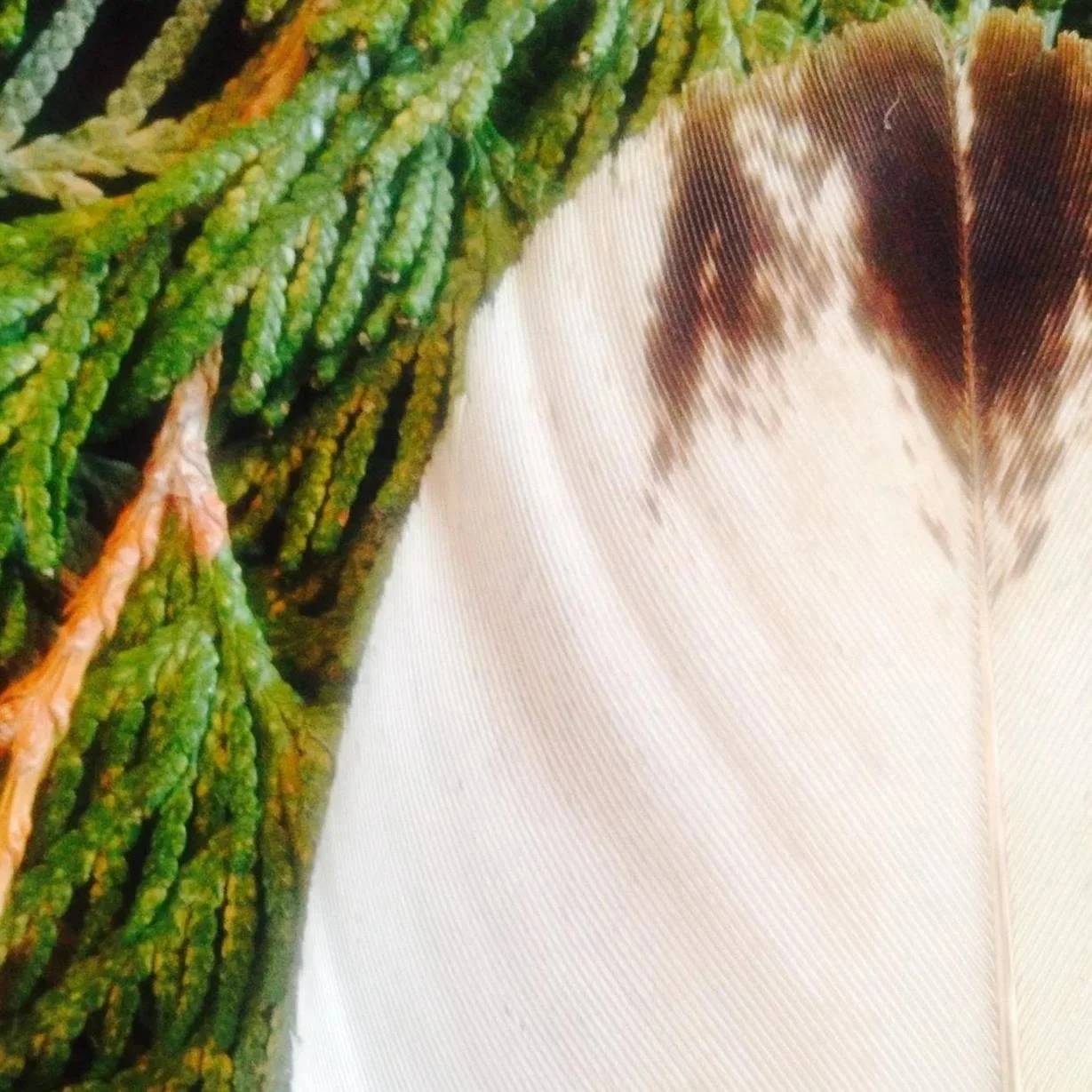 Eagle Feathers in Ojibwe Culture