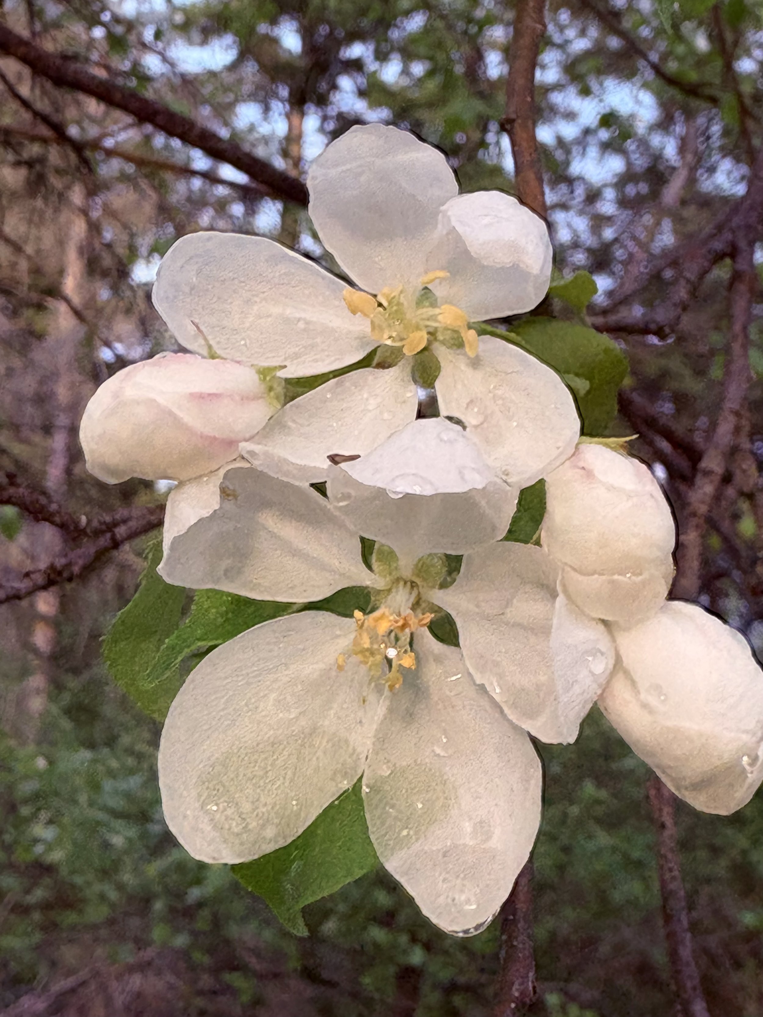 Zaagibagaa-giizis: The Ojibwe Word for May and the Budding Moon
