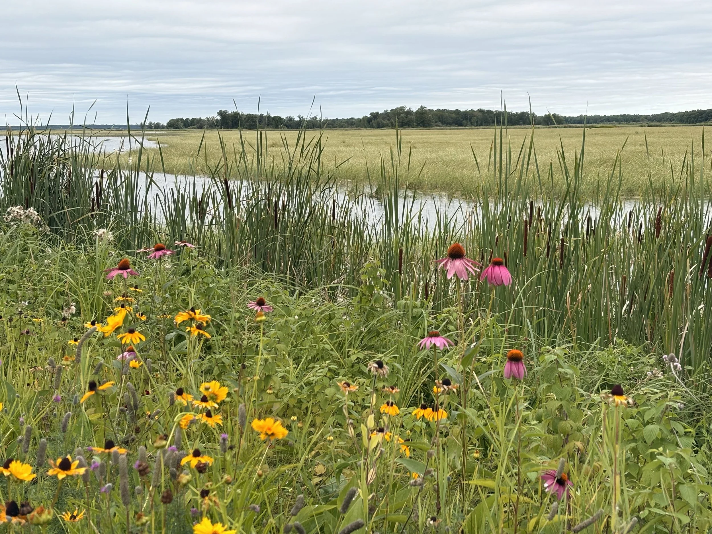 Did the Ojibwe Sell Their Land? Understanding Ojibwe Treaty Rights and Indigenous Concepts of Land Ownership