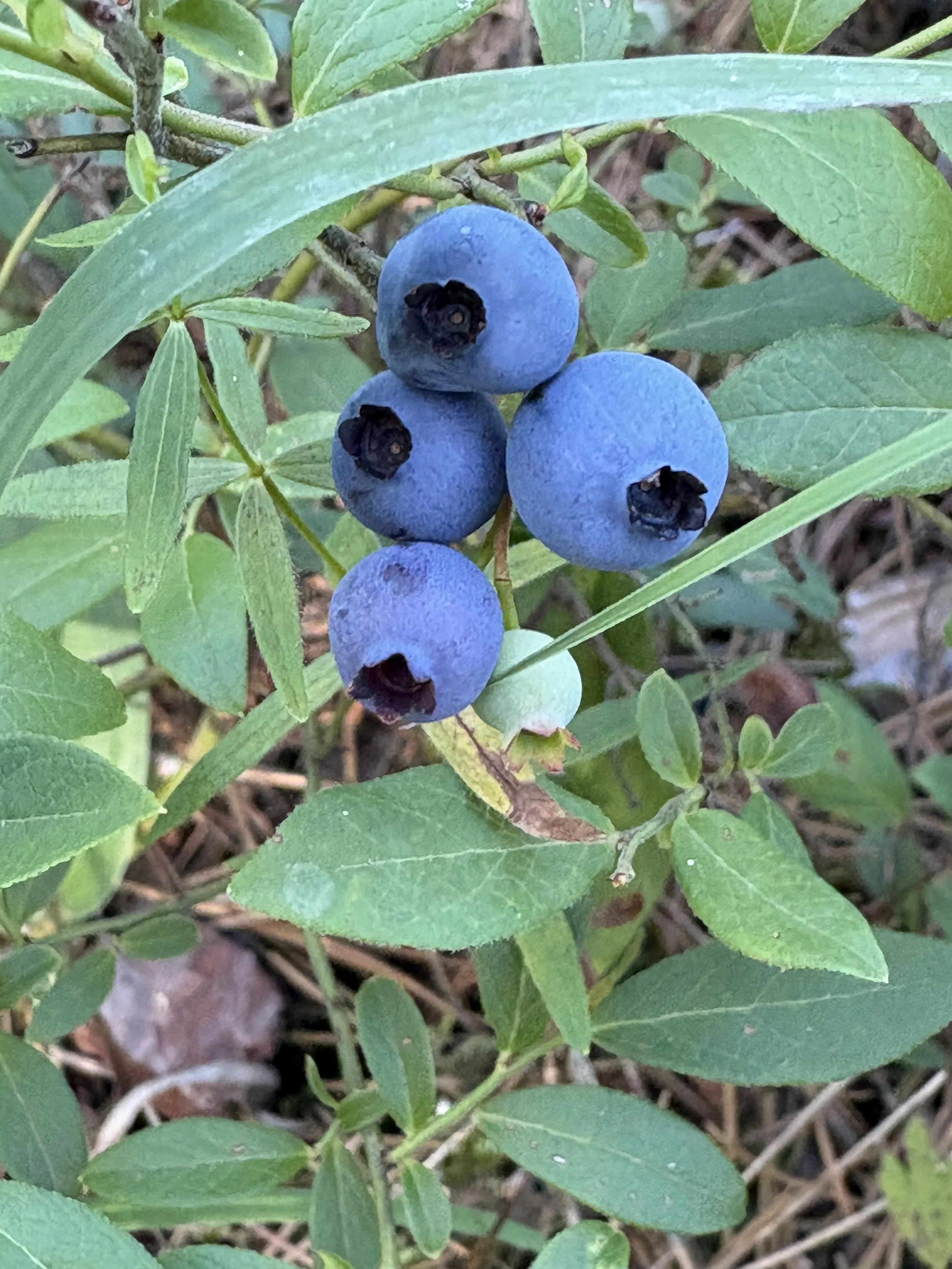 Aabita-Niibino-giizis: The Ojibwe Word for July and What It Reveals About the Anishinaabe Calendar