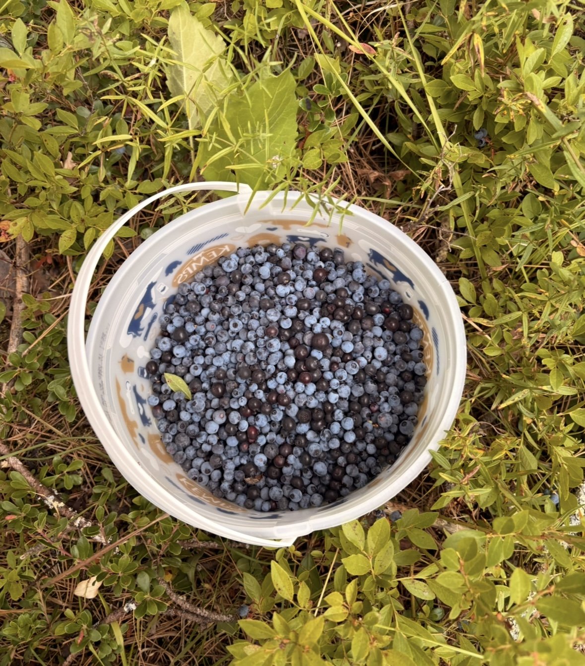 Miinike-giizis: Understanding the Ojibwe Word for August and the Wisdom of the Lunar Calendar