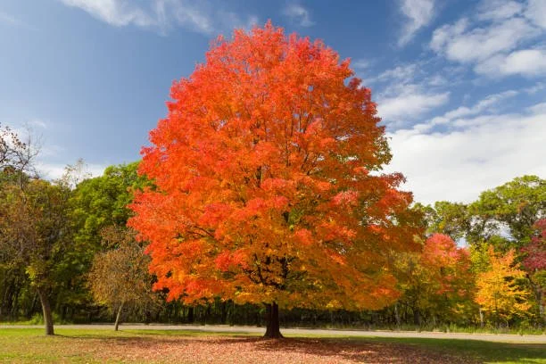 The Tree of Life: How Ojibwe Maple Traditions Connect Generations to Land and Culture