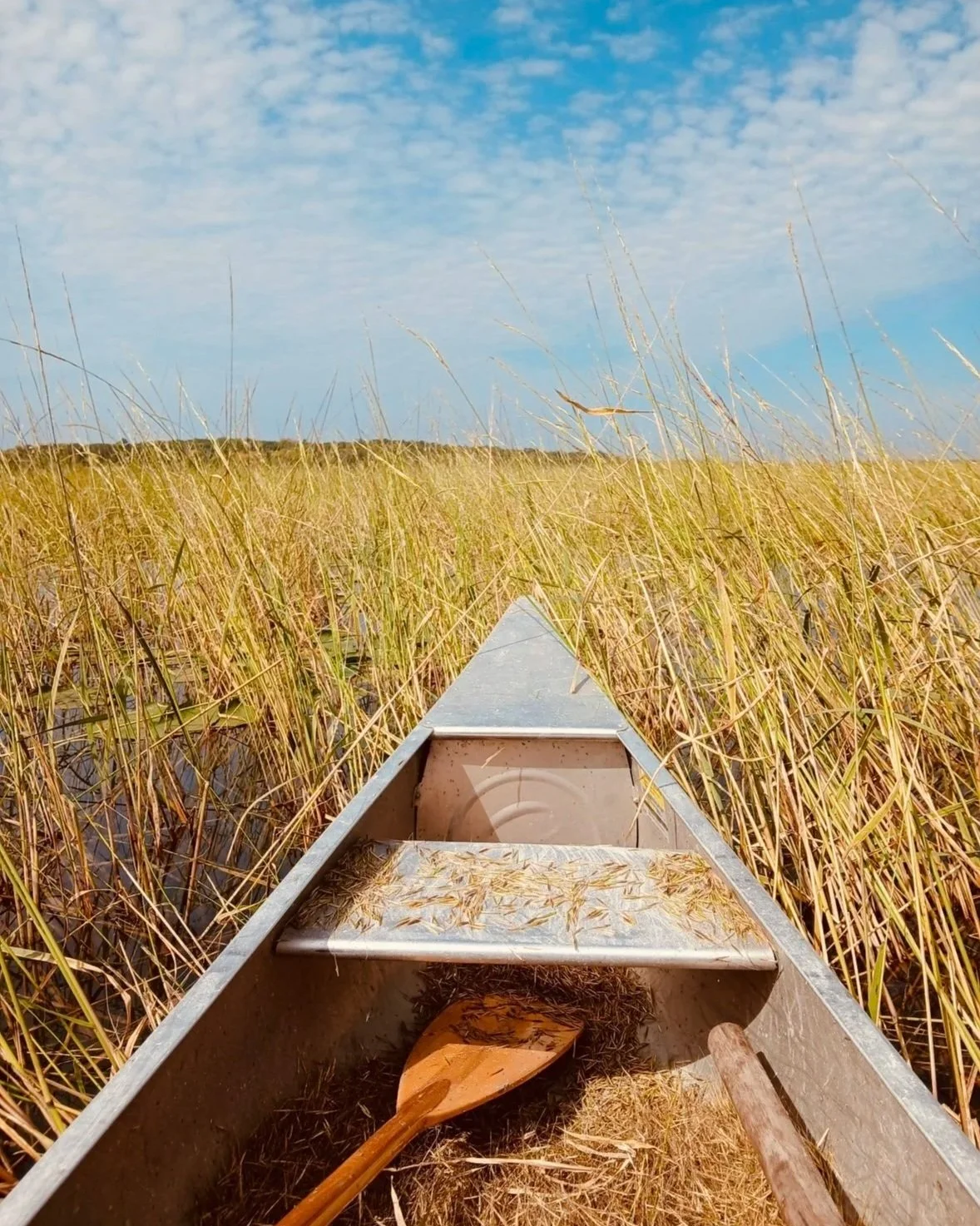 Manoominike-giizis: The Ojibwe Wild Rice Harvesting Moon