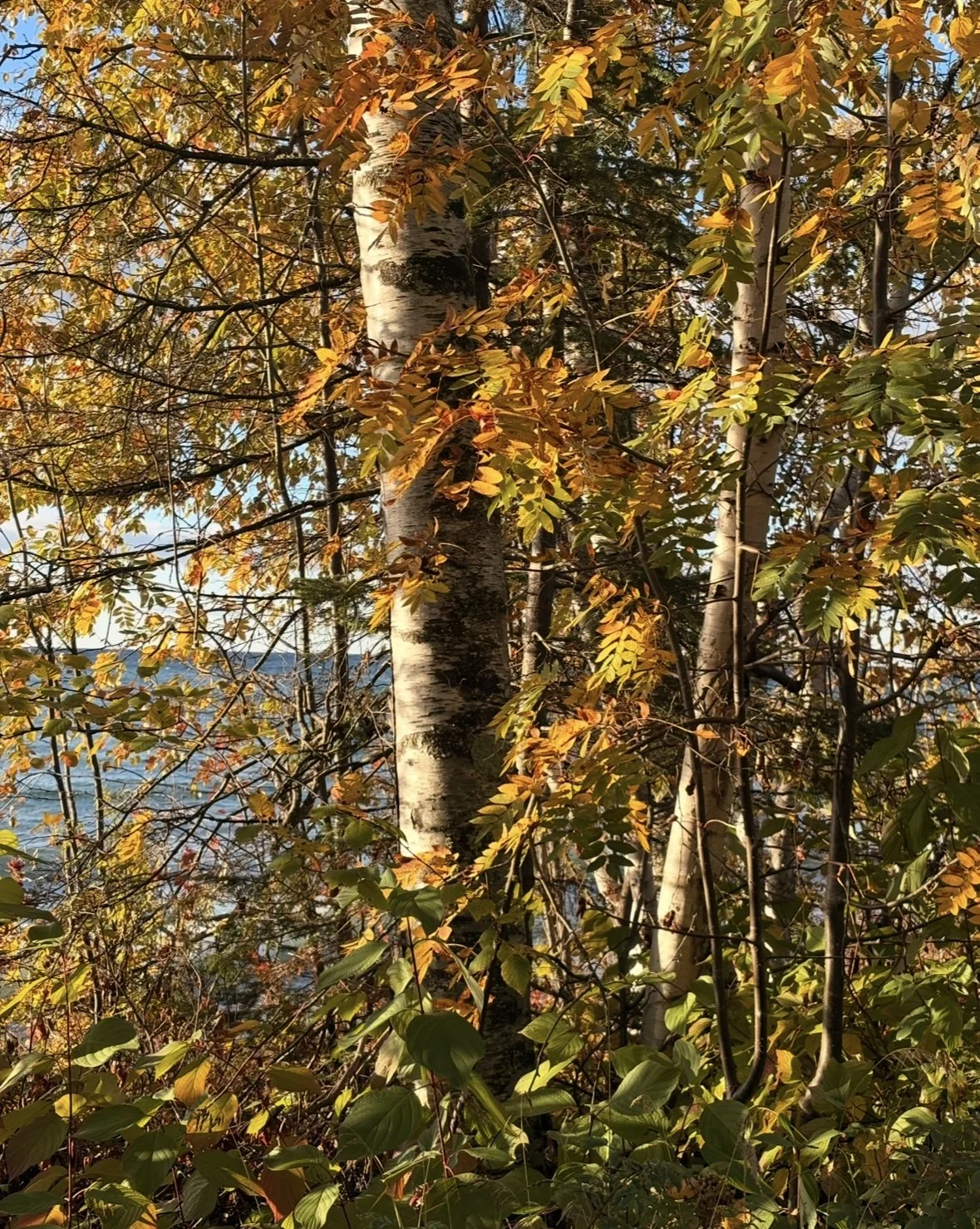 Binaakwe-giizis: The Ojibwe Leaf-Falling Moon