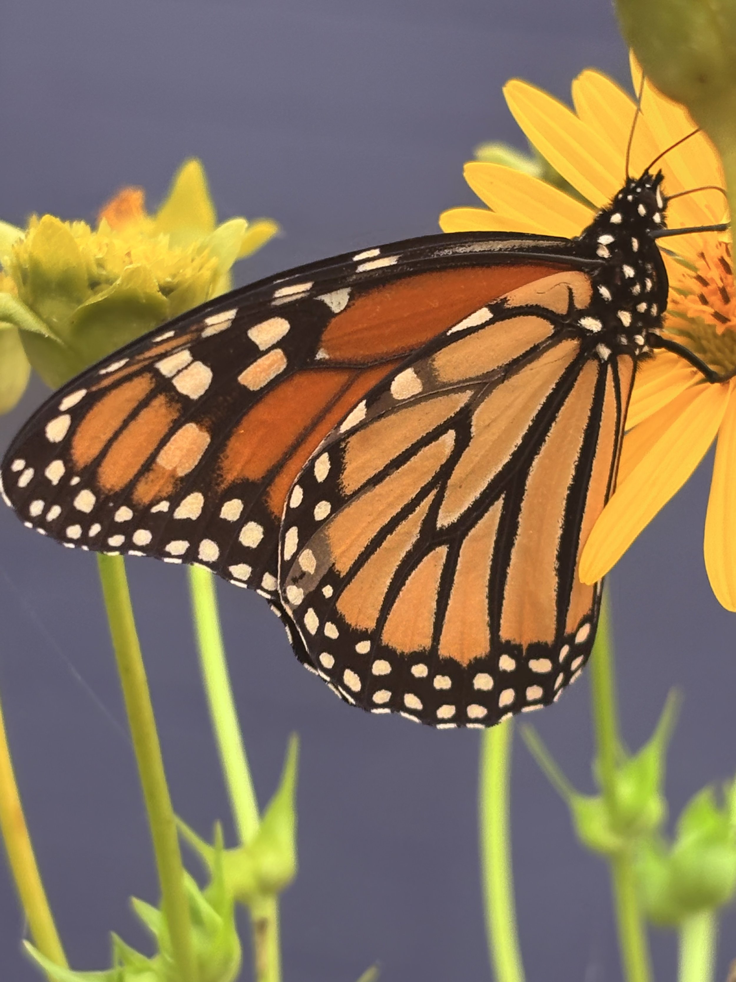 Respect for All Beings: An Indigenous Teaching on Dignity and Belonging