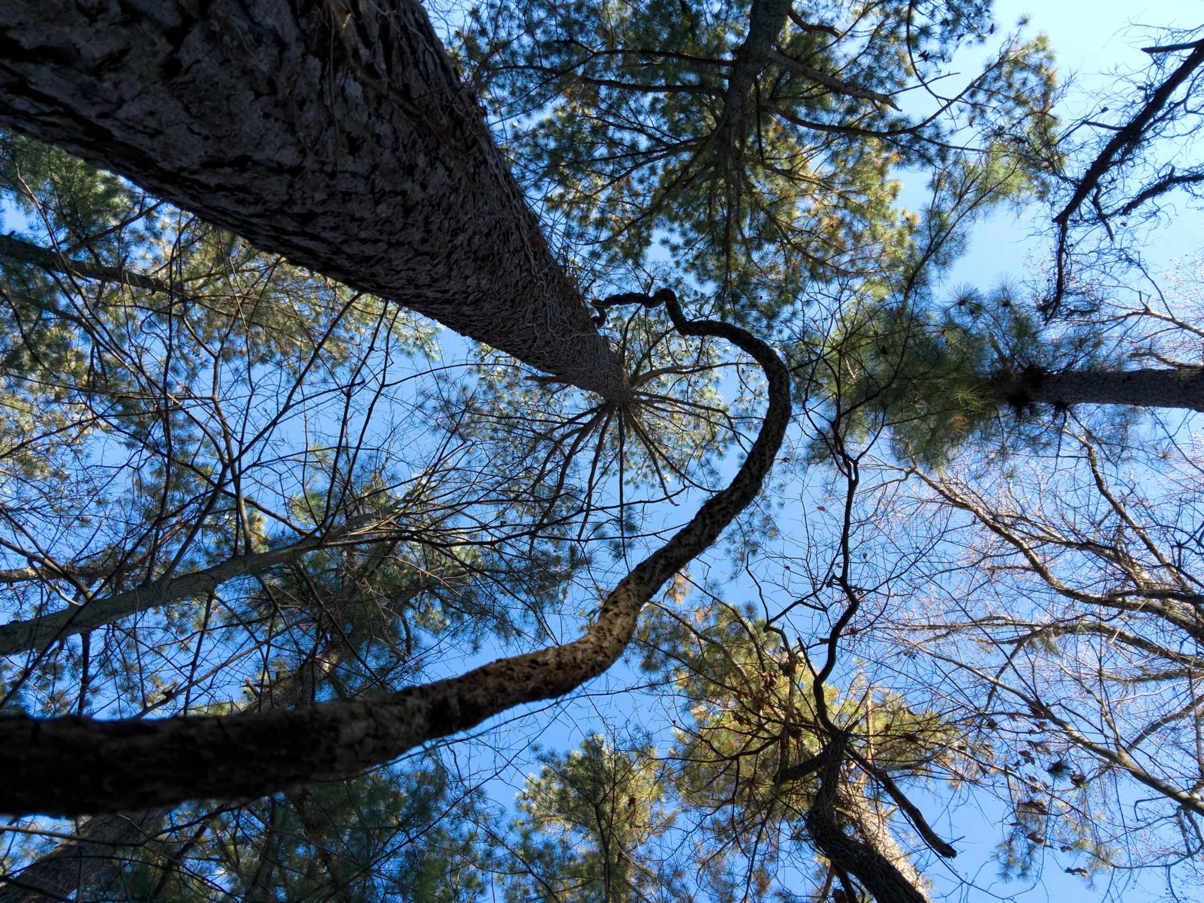 L16 12_3_17 JMForest 8.jpg