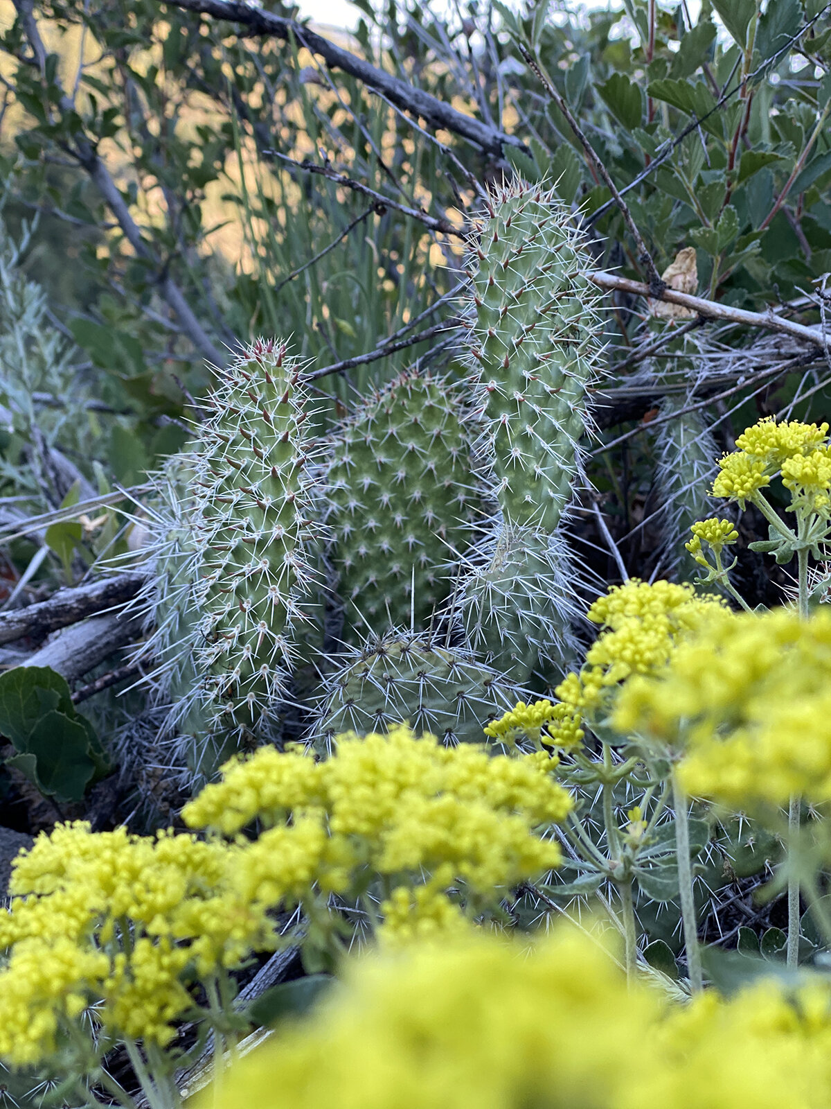 colorado josh miller ventures cactus.jpg