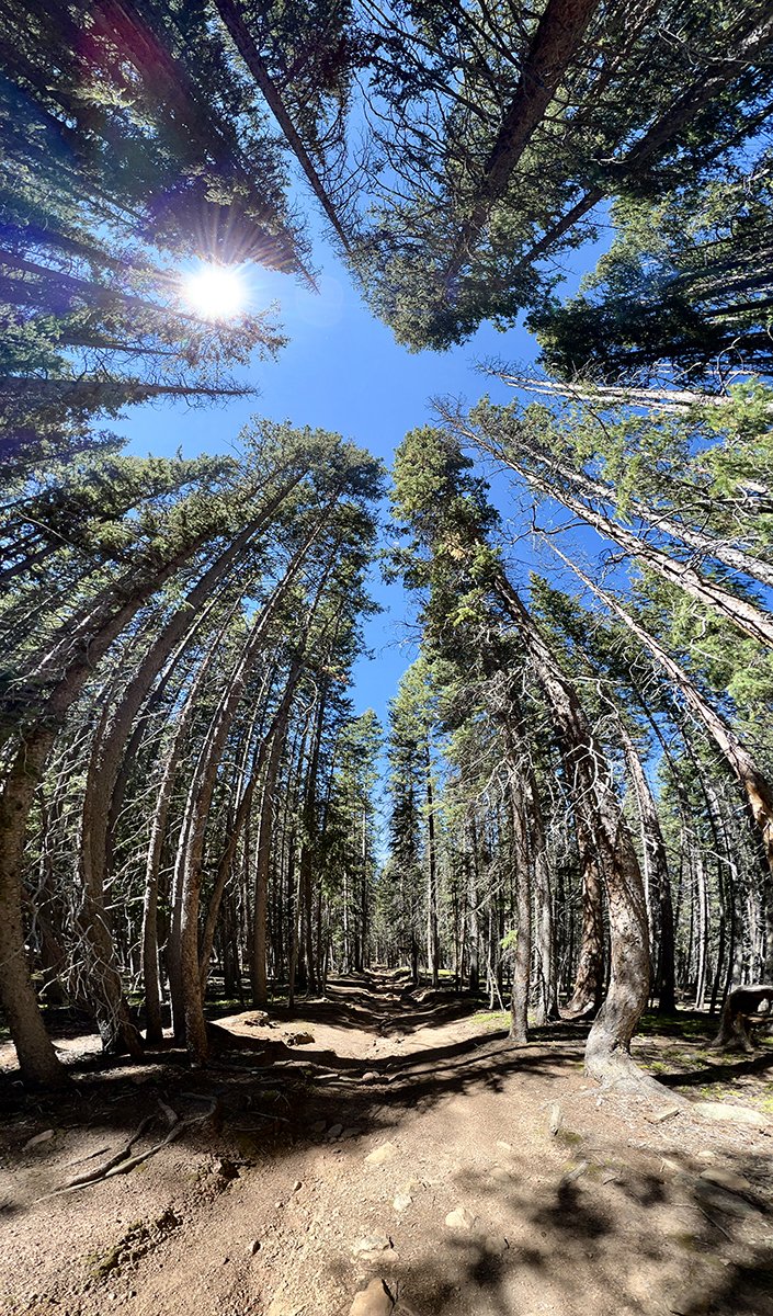 pano forest pikes.jpg