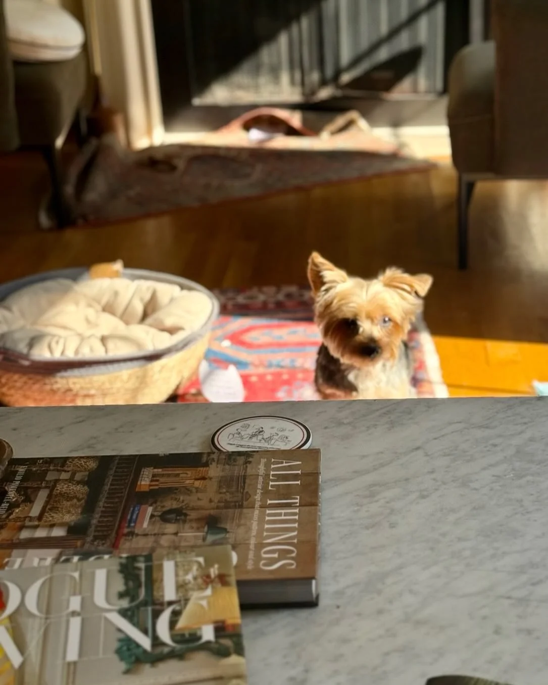 There is neither peace in the house nor skincare to be made until a yorkie&rsquo;s breakfast is served. This is Henry and this is the infamous yorkie stare down telling me it&rsquo;s time to get moving towards the kitchen.