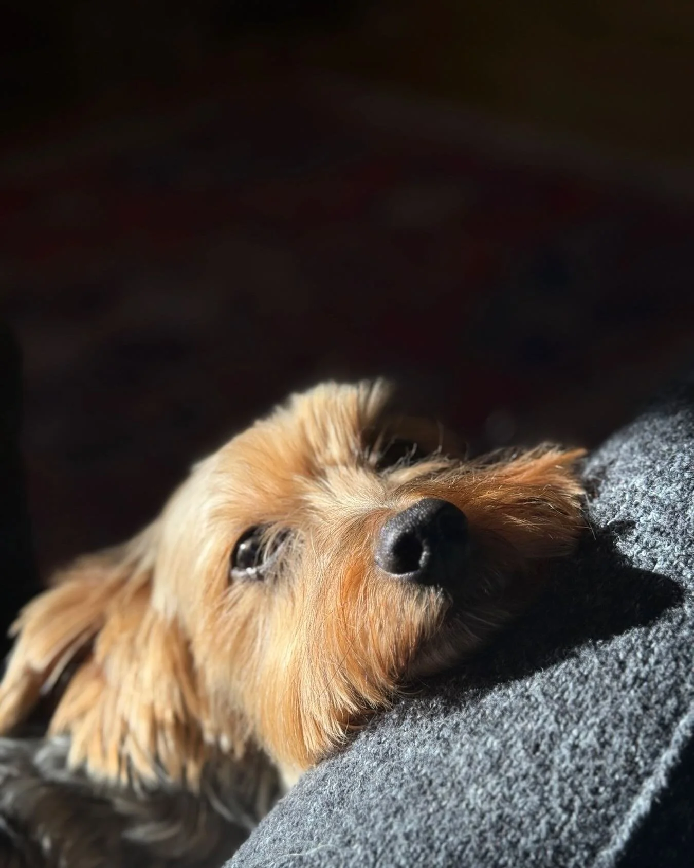 Enjoying a few minutes with my dog George before getting back to making Sleepy Jean and wrapping Christmas gifts! Don&rsquo;t forget 30%off sitewide!
ellelandon.com