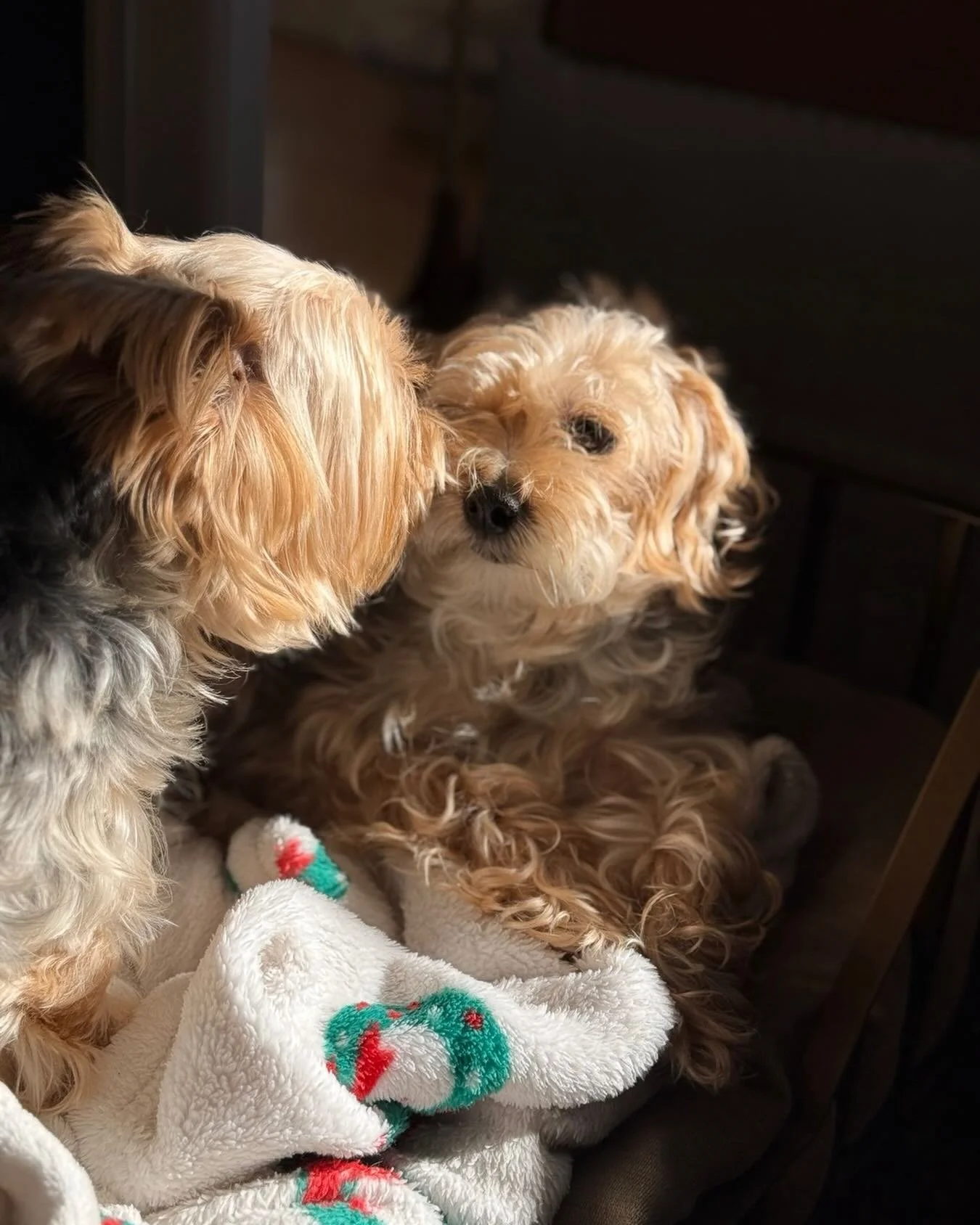 Give someone a little puppy love this Valentine&rsquo;s Day! I was hurt once when an old boyfriend didn&rsquo;t send me anything for Valentine&rsquo;s Day. When I told a friend he said &ldquo; Whether you believe in Valentine&rsquo;s Day or not, how 