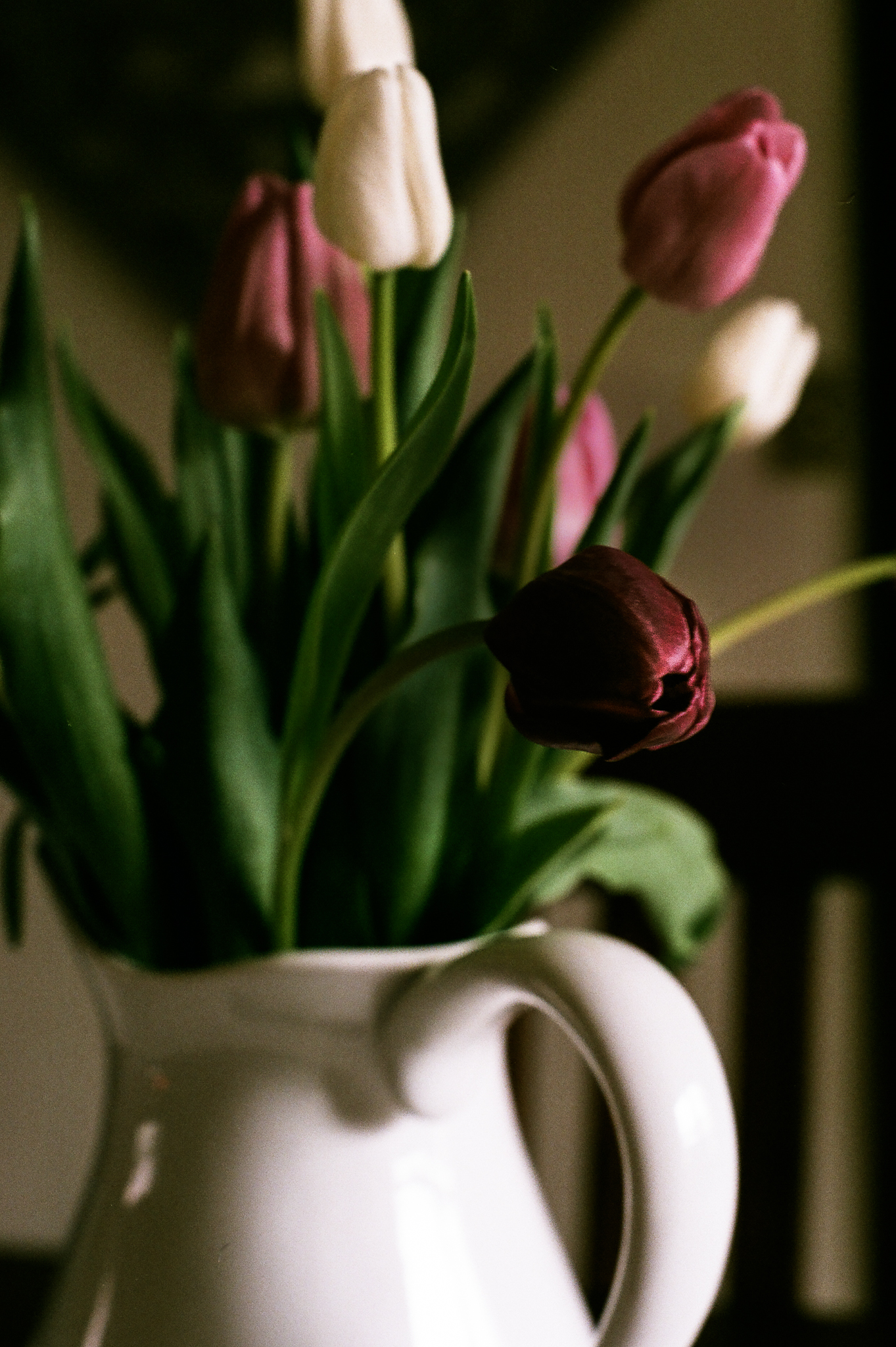 tulips. Idaho Avenue Studios. natural light. film. fuji 400.