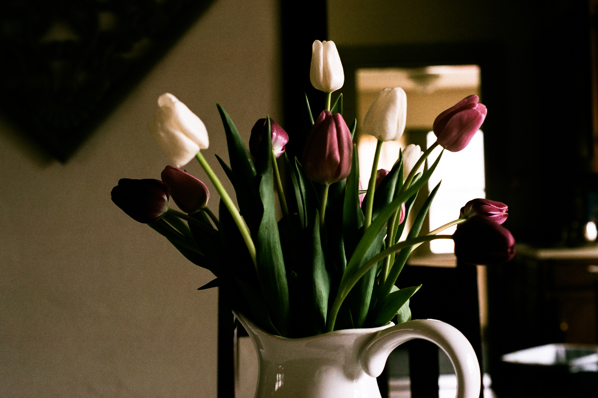 tulips. Idaho Avenue Studios. natural light. film. fuji 400.