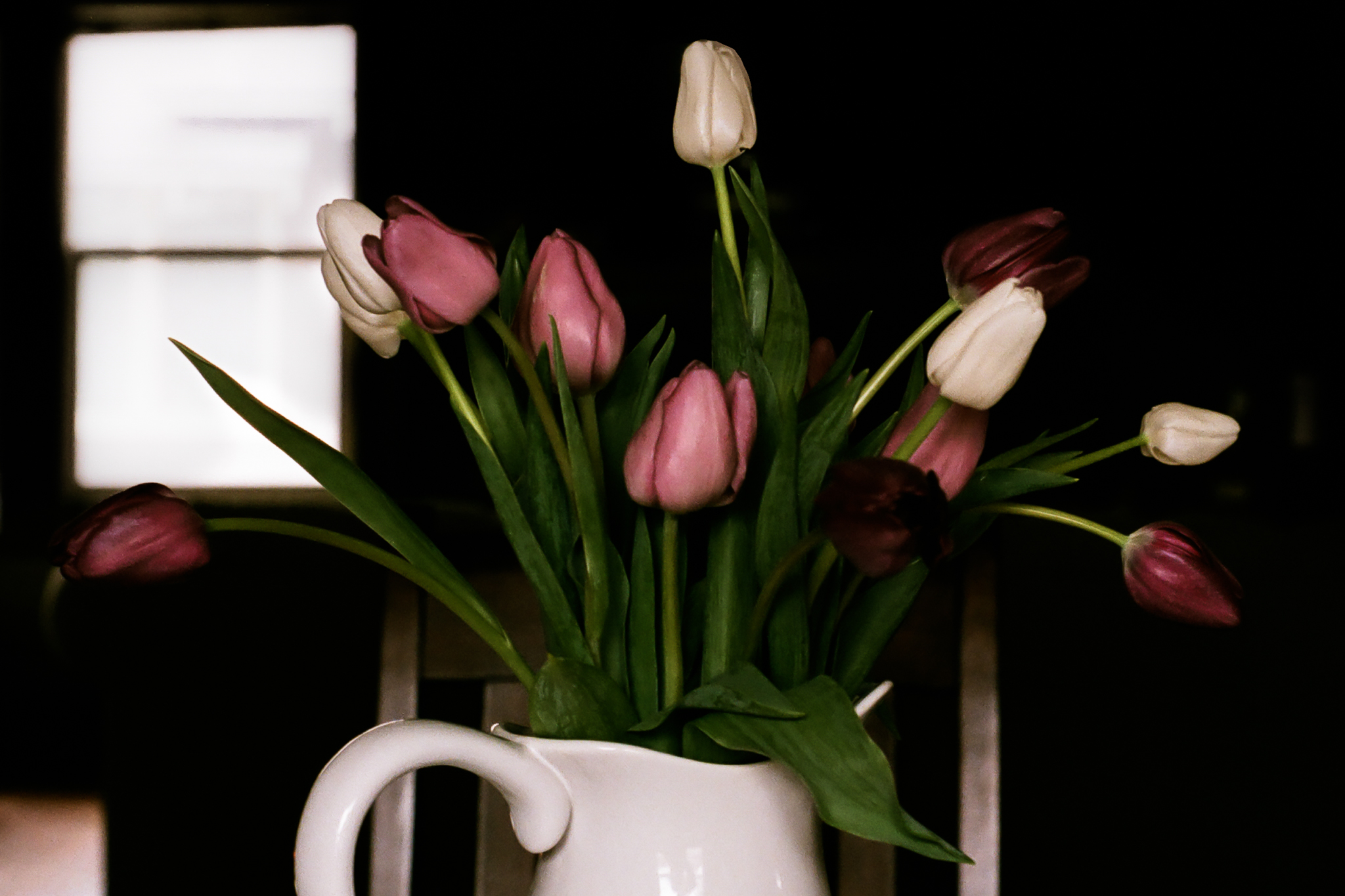 tulips. Idaho Avenue Studios. natural light. film. fuji 400.