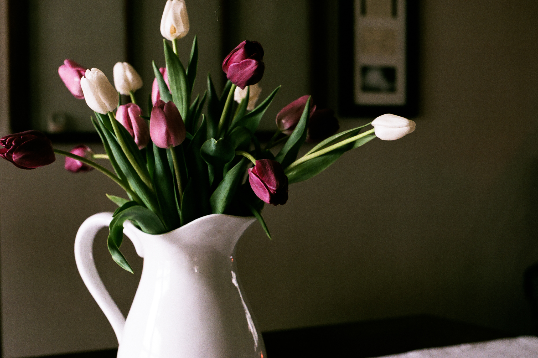 tulips. Idaho Avenue Studios. natural light. film. fuji 400.