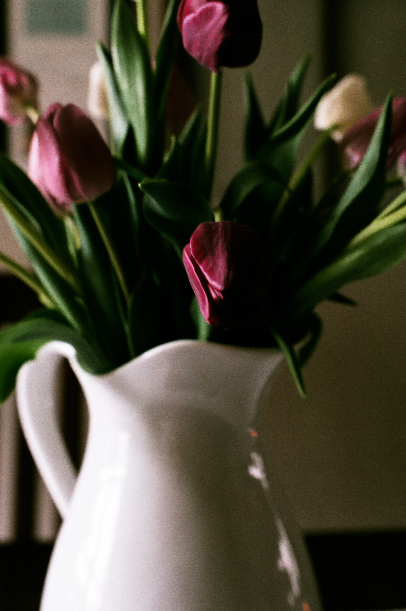 tulips. Idaho Avenue Studios. natural light. film. fuji 400.