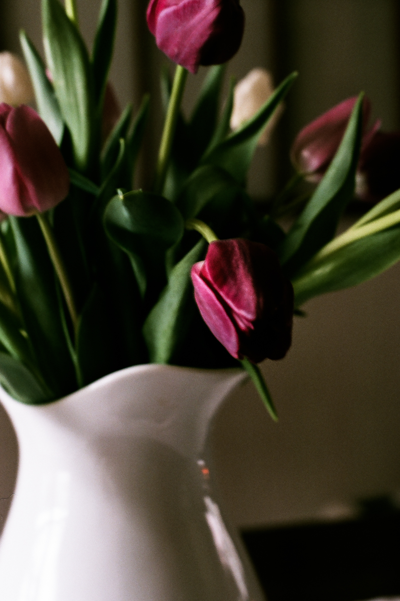 tulips. Idaho Avenue Studios. natural light. film. fuji 400.