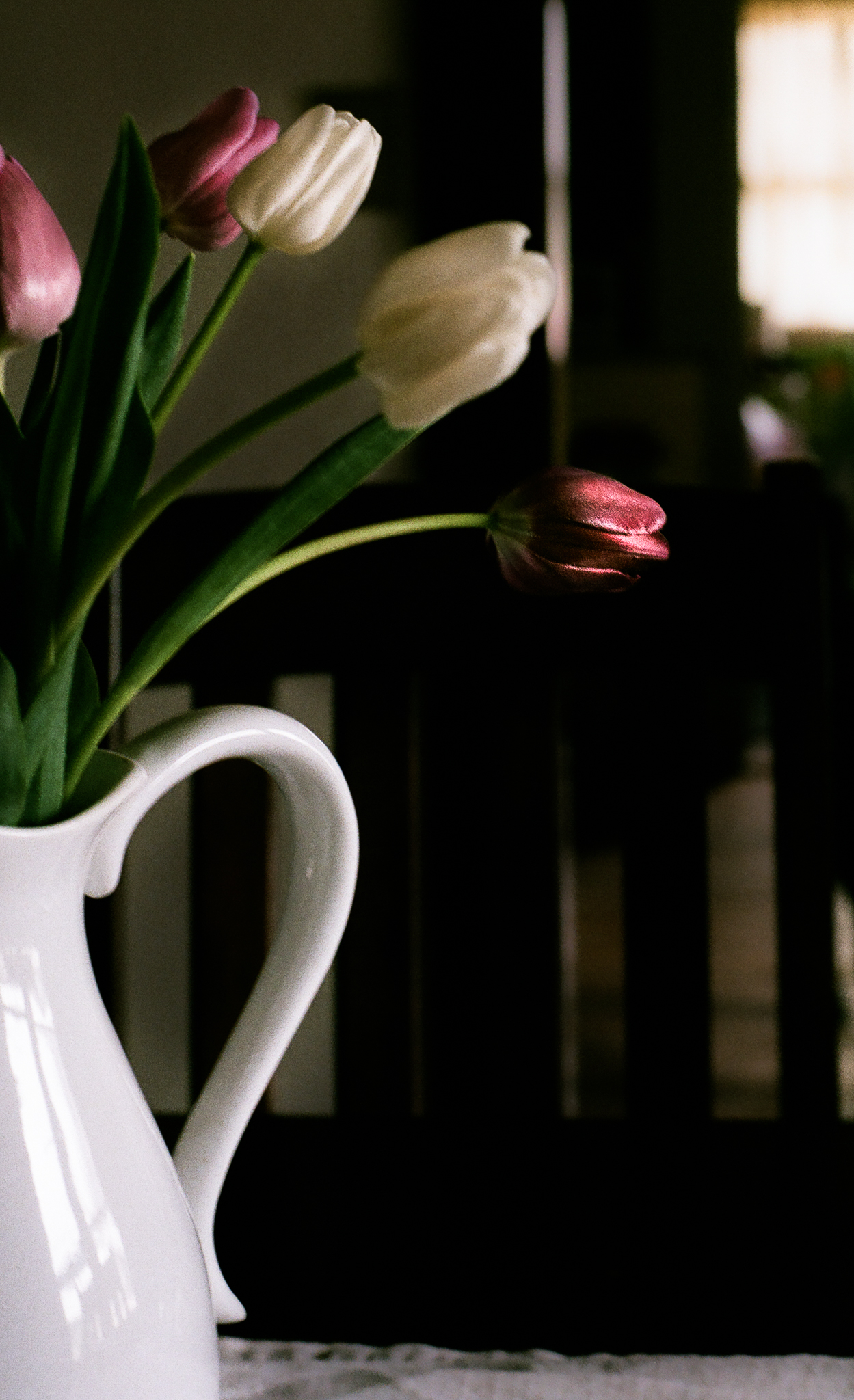 tulips. Idaho Avenue Studios. natural light. film. fuji 400.