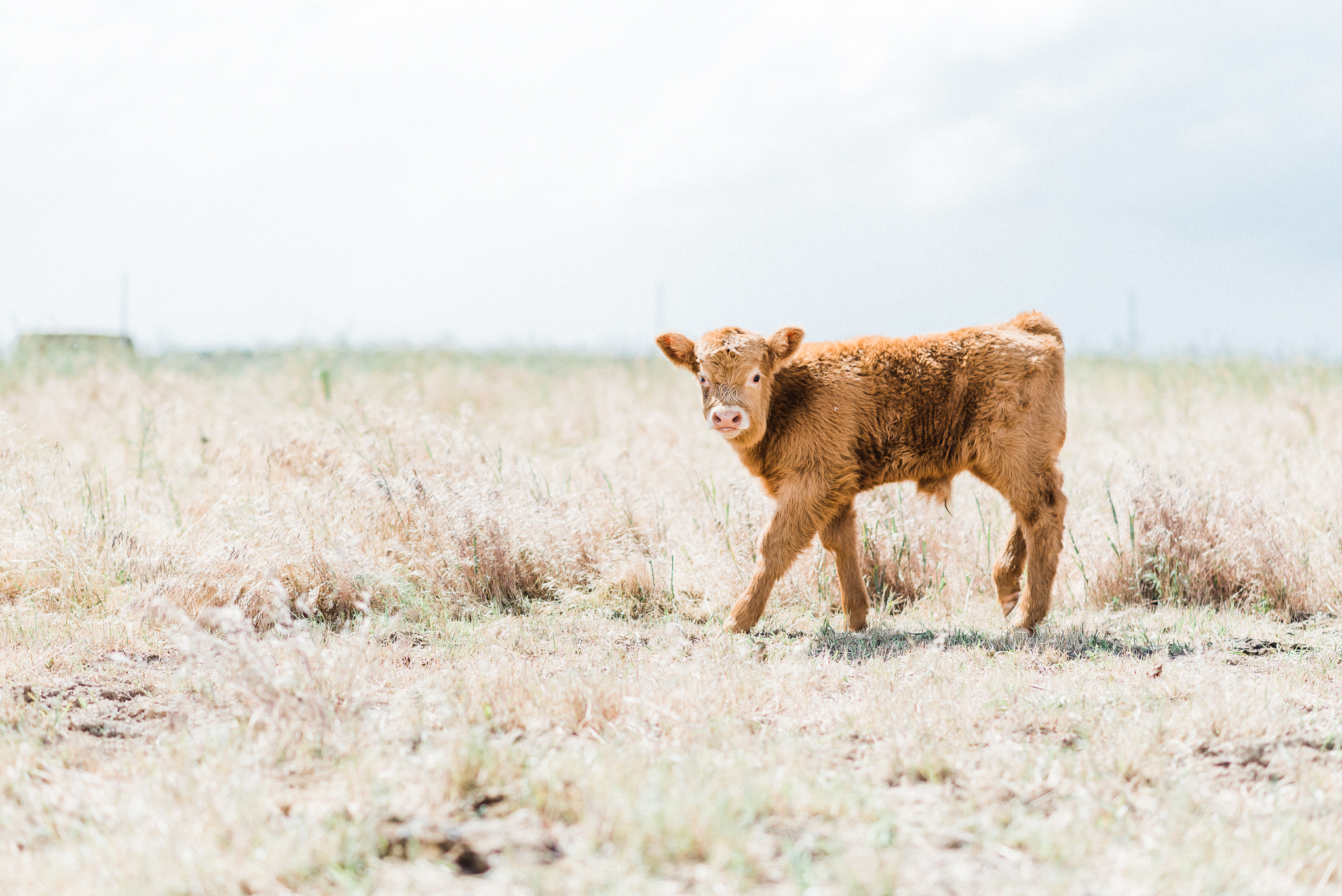  home sweet home, thats darling darling, escape, idaho, life on the farm, photographer, idaho, idahome, lifestyle photographer, swan valley, rainey creek farm, farm life, Scottish Highland, Rainey creek cattle co, black angus, red angus 