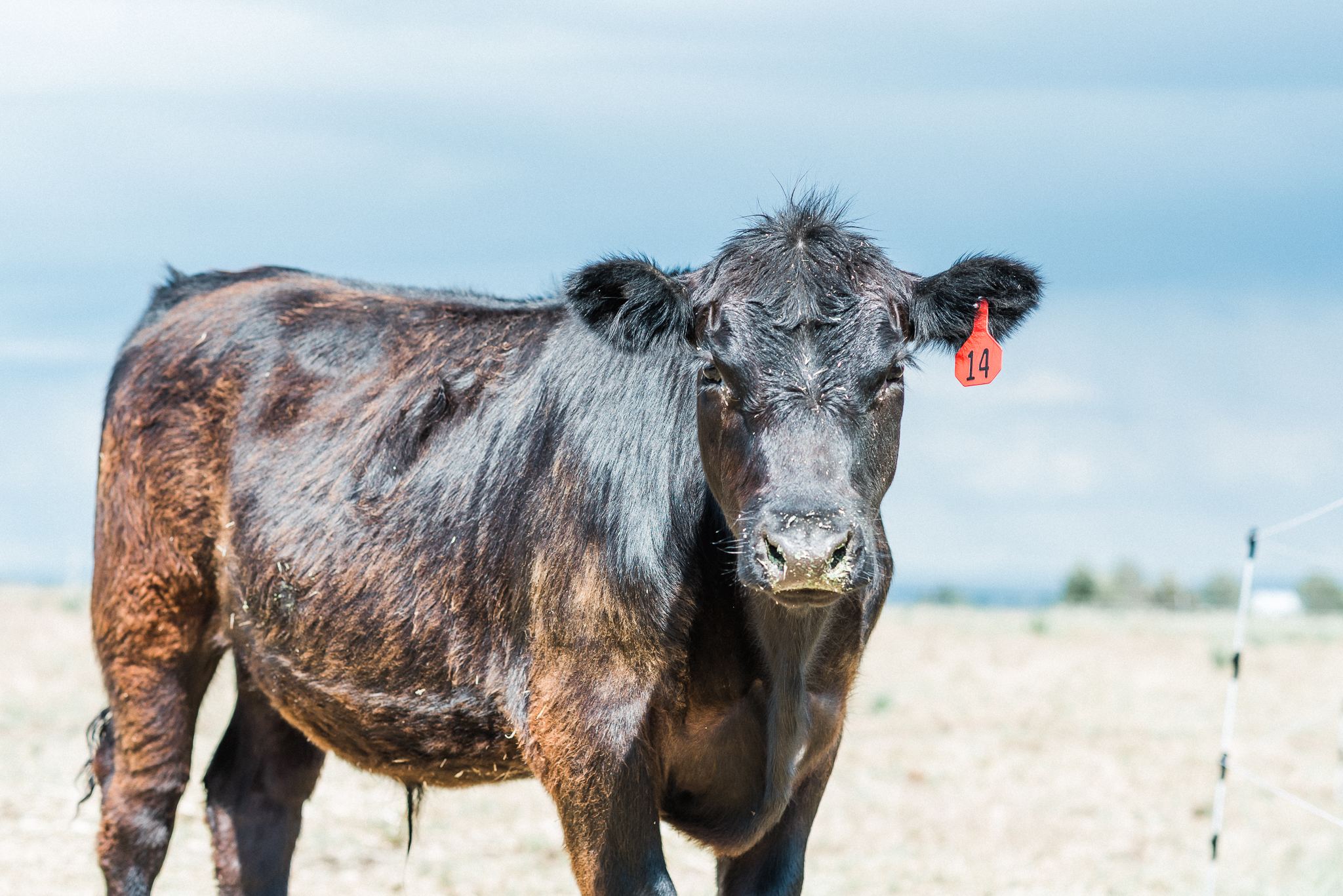  home sweet home, thats darling darling, escape, idaho, life on the farm, photographer, idaho, idahome, lifestyle photographer, swan valley, rainey creek farm, farm life, Scottish Highland, Rainey creek cattle co, black angus, red angus 