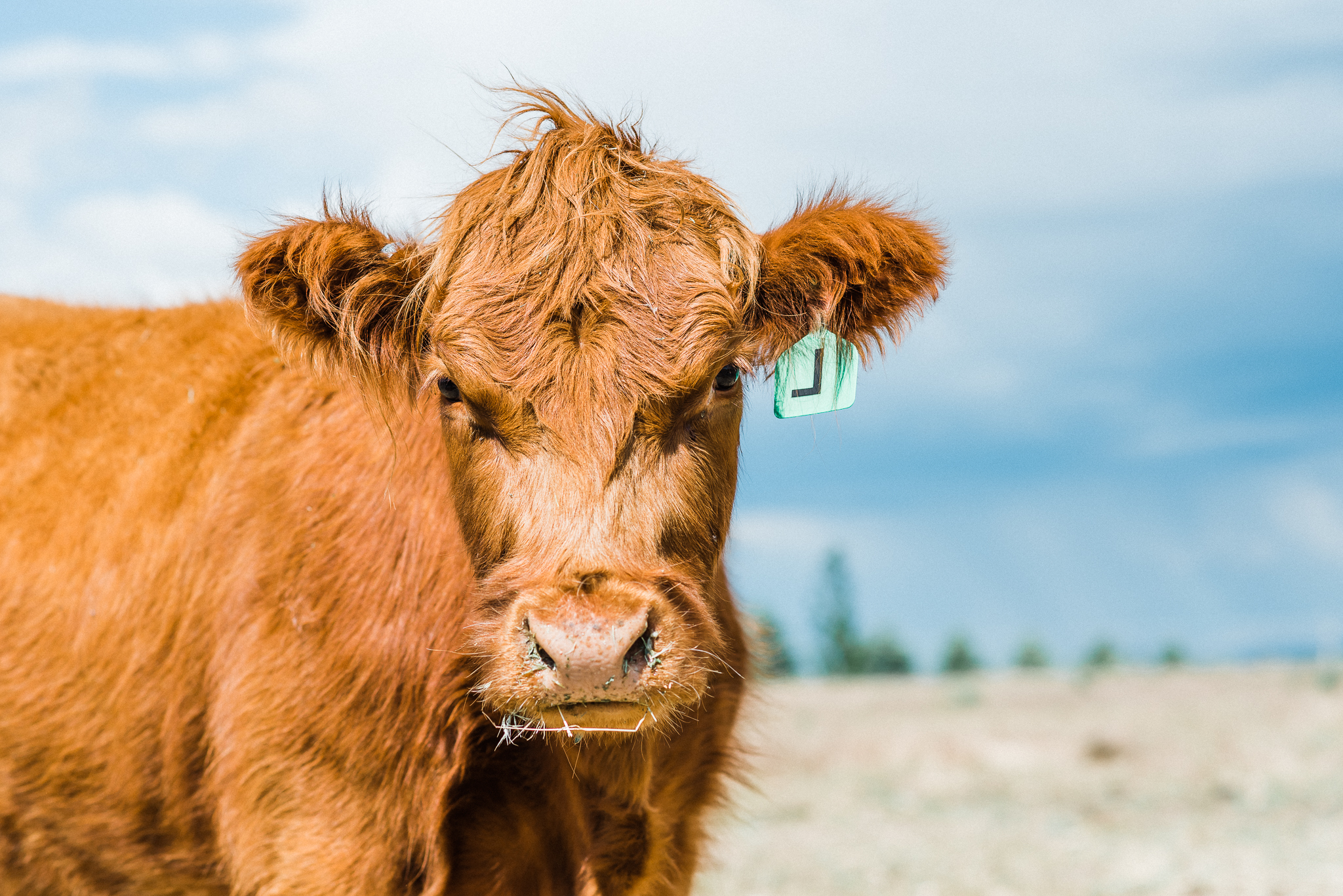  home sweet home, thats darling darling, escape, idaho, life on the farm, photographer, idaho, idahome, lifestyle photographer, swan valley, rainey creek farm, farm life, Scottish Highland, Rainey creek cattle co, black angus, red angus 