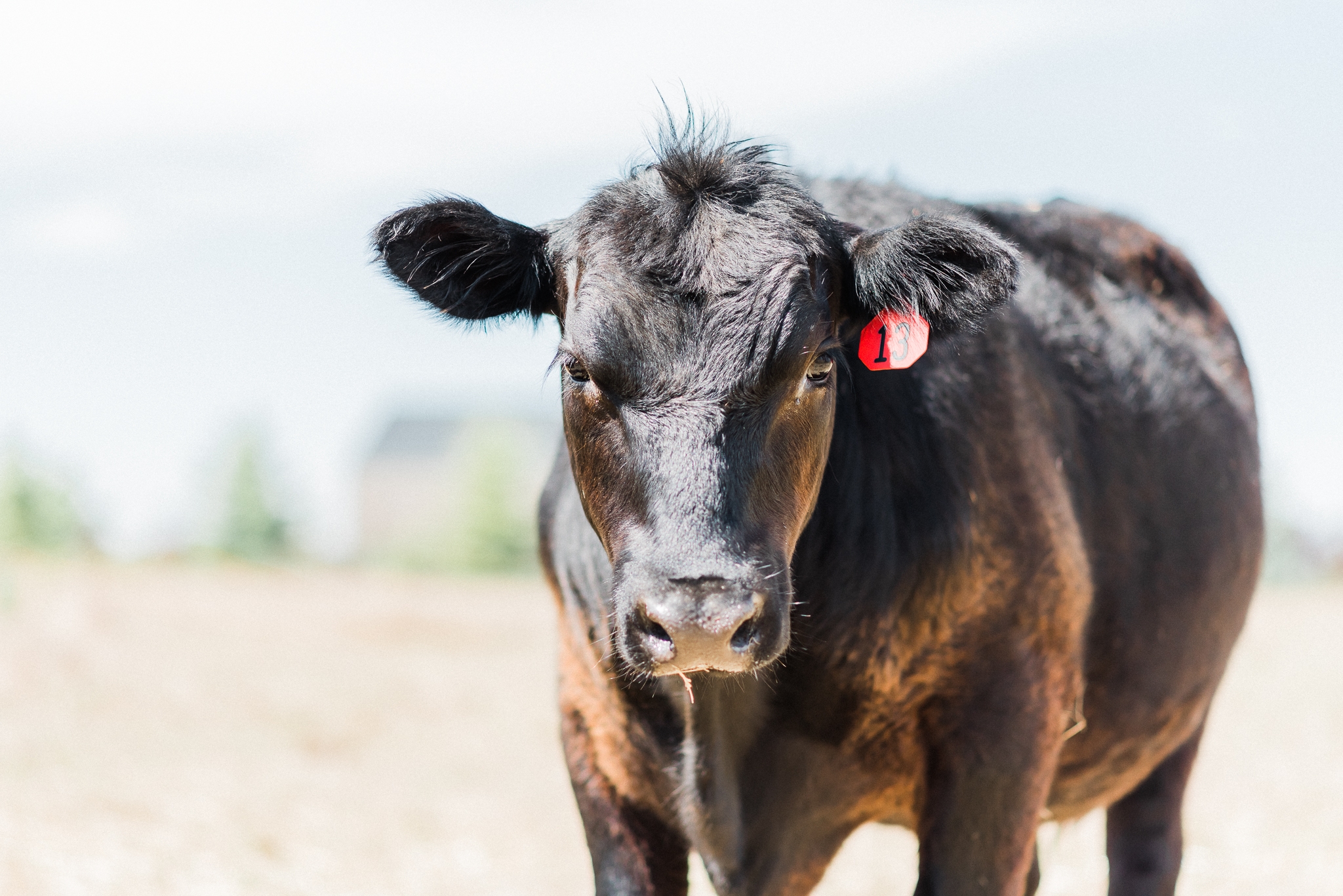  home sweet home, thats darling darling, escape, idaho, life on the farm, photographer, idaho, idahome, lifestyle photographer, swan valley, rainey creek farm, farm life, Scottish Highland, Rainey creek cattle co, black angus, red angus, new farmers,