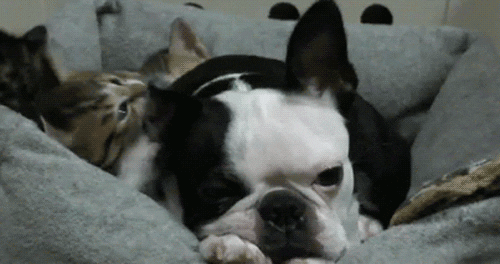 giphy (2).gif