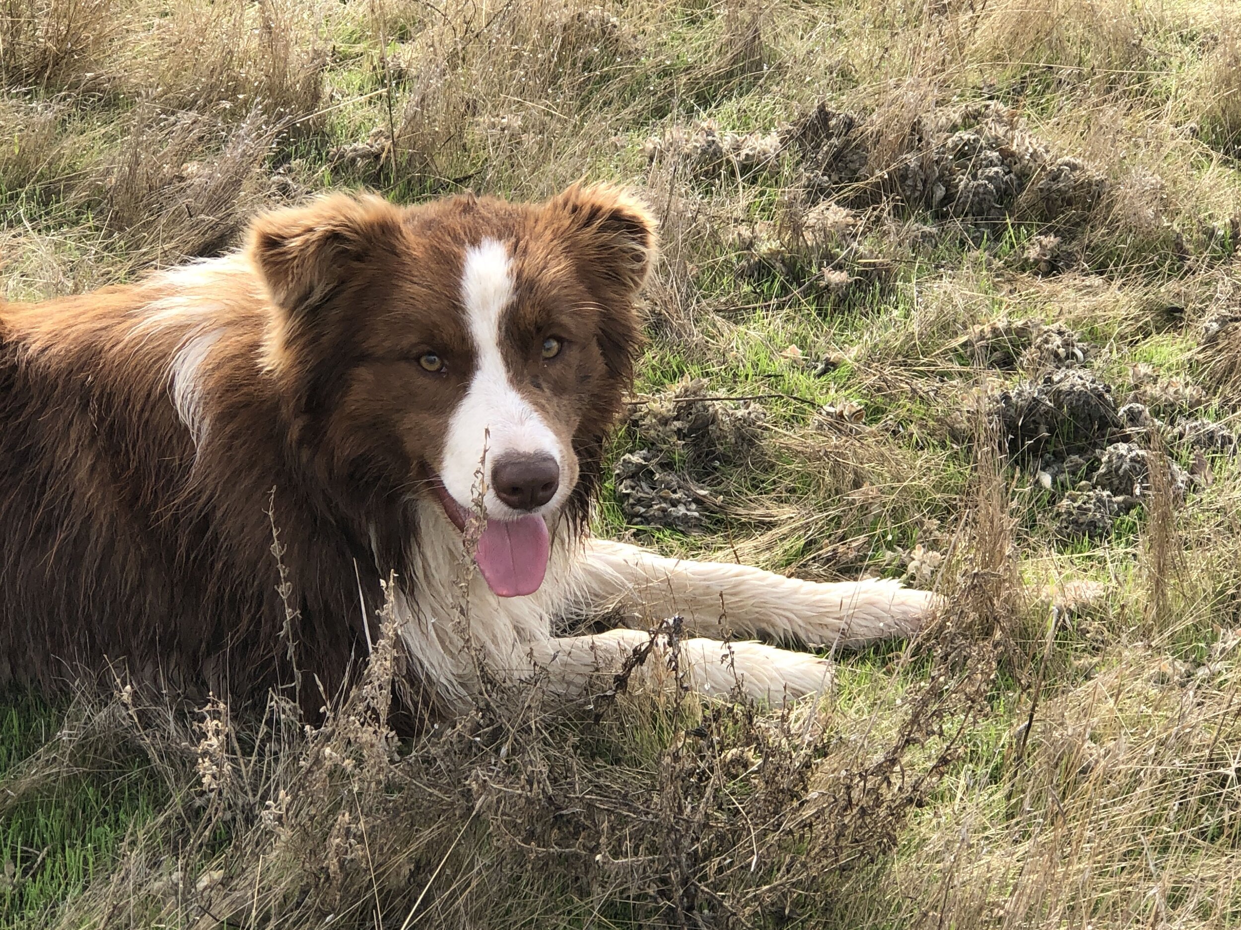 roughstock border collies