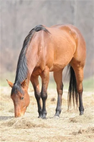 Are you just a weed eater and a hay burner?