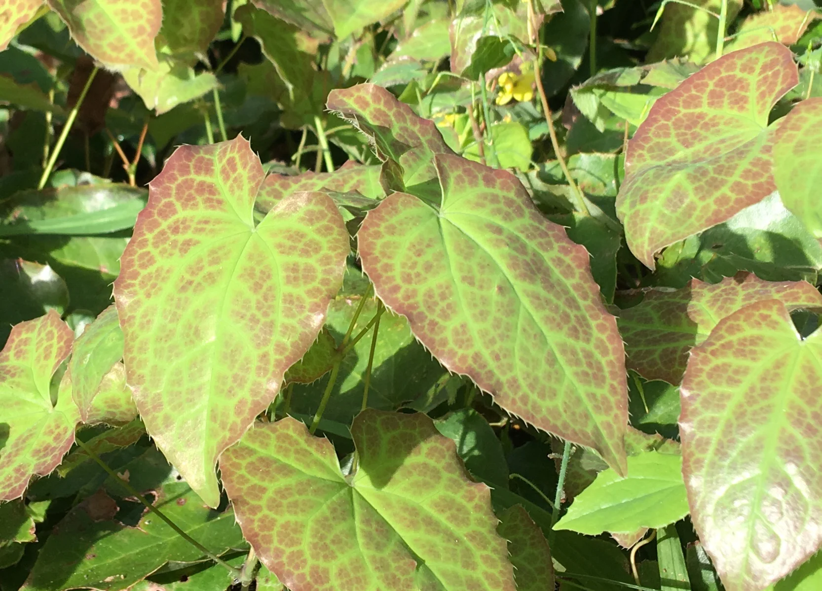 Susan Epimedium.jpeg