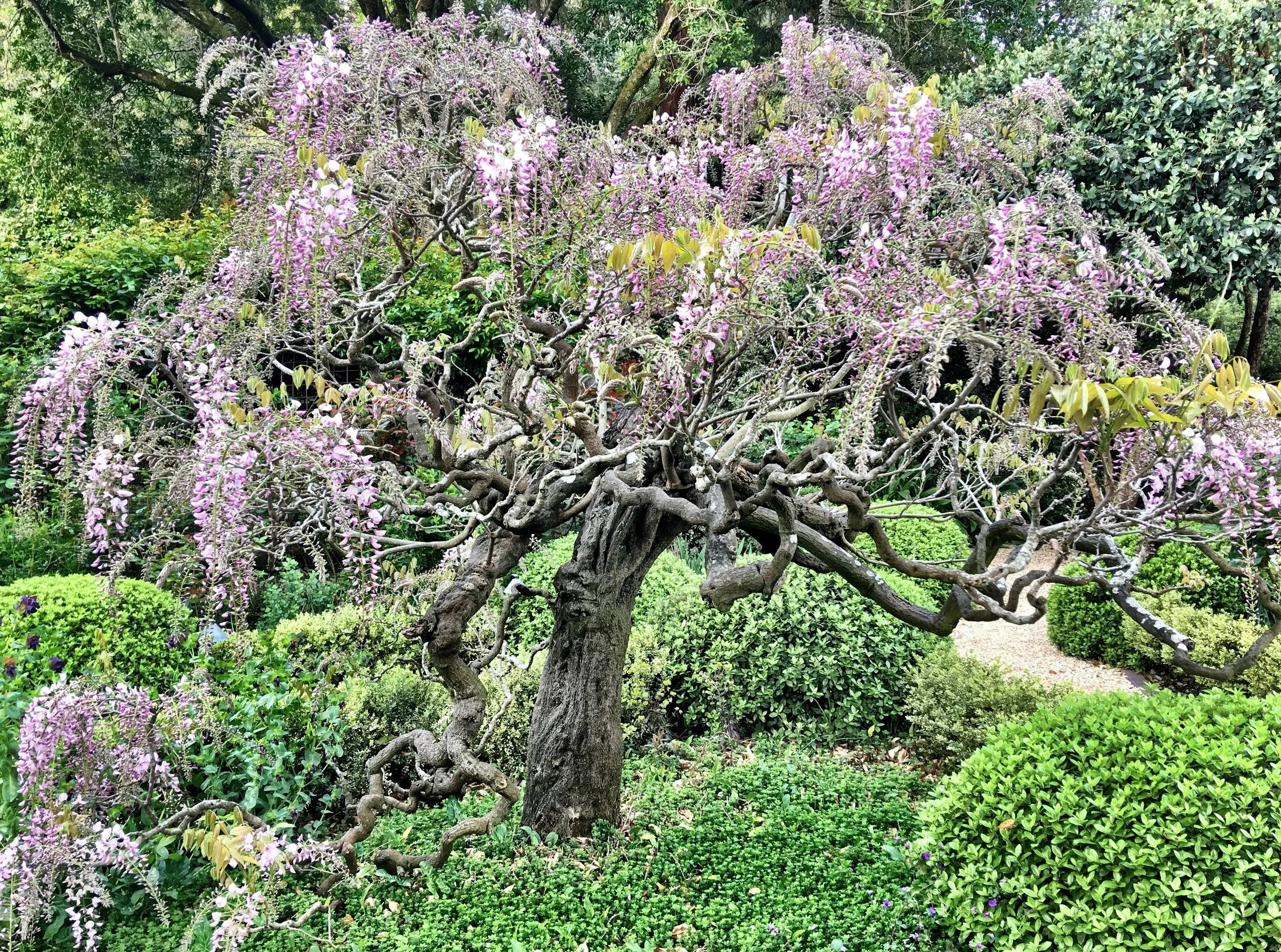 Susan Wisteria tree.jpeg