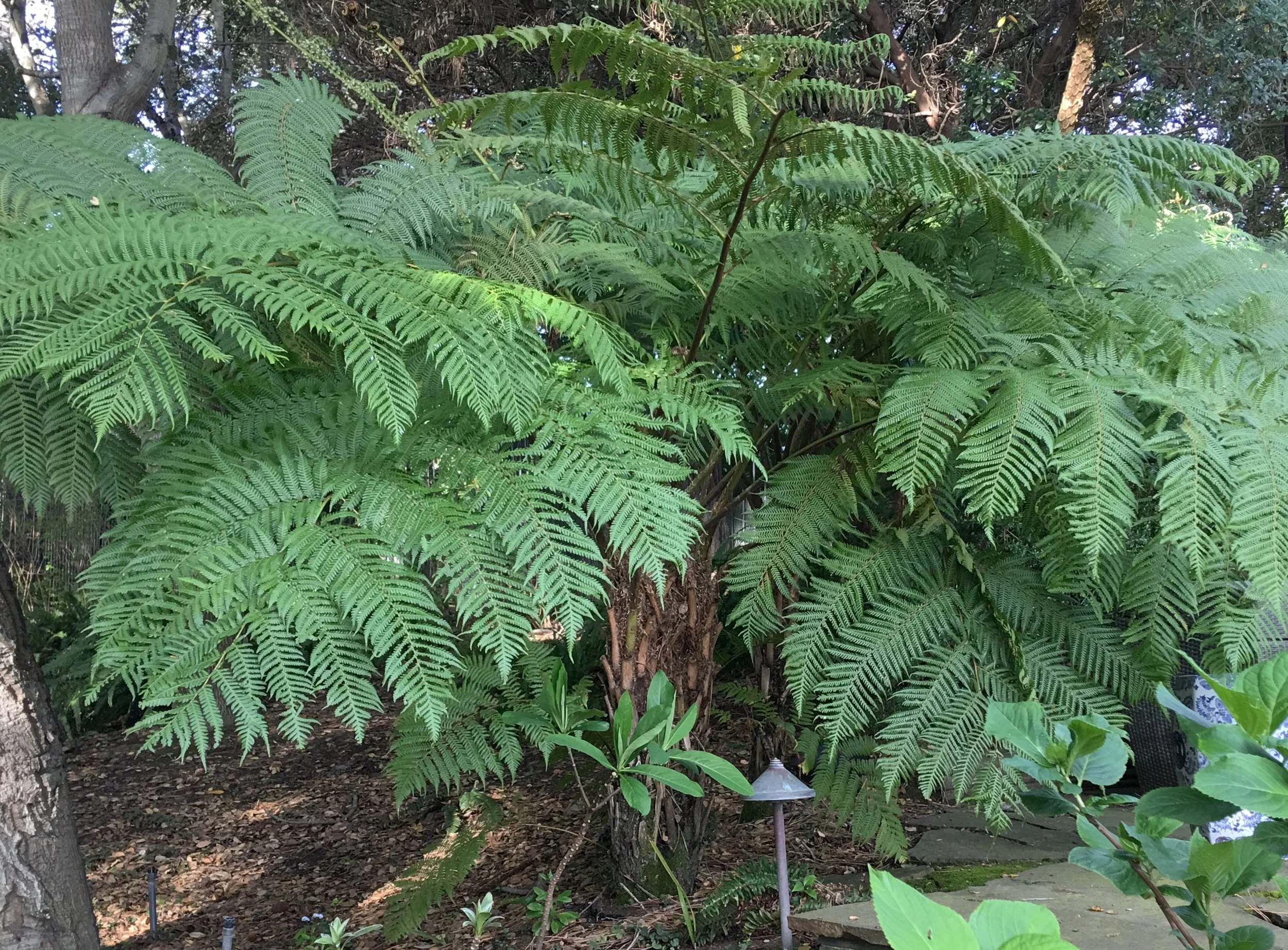 Maryellie Tree fern cyathea cooperi.jpeg