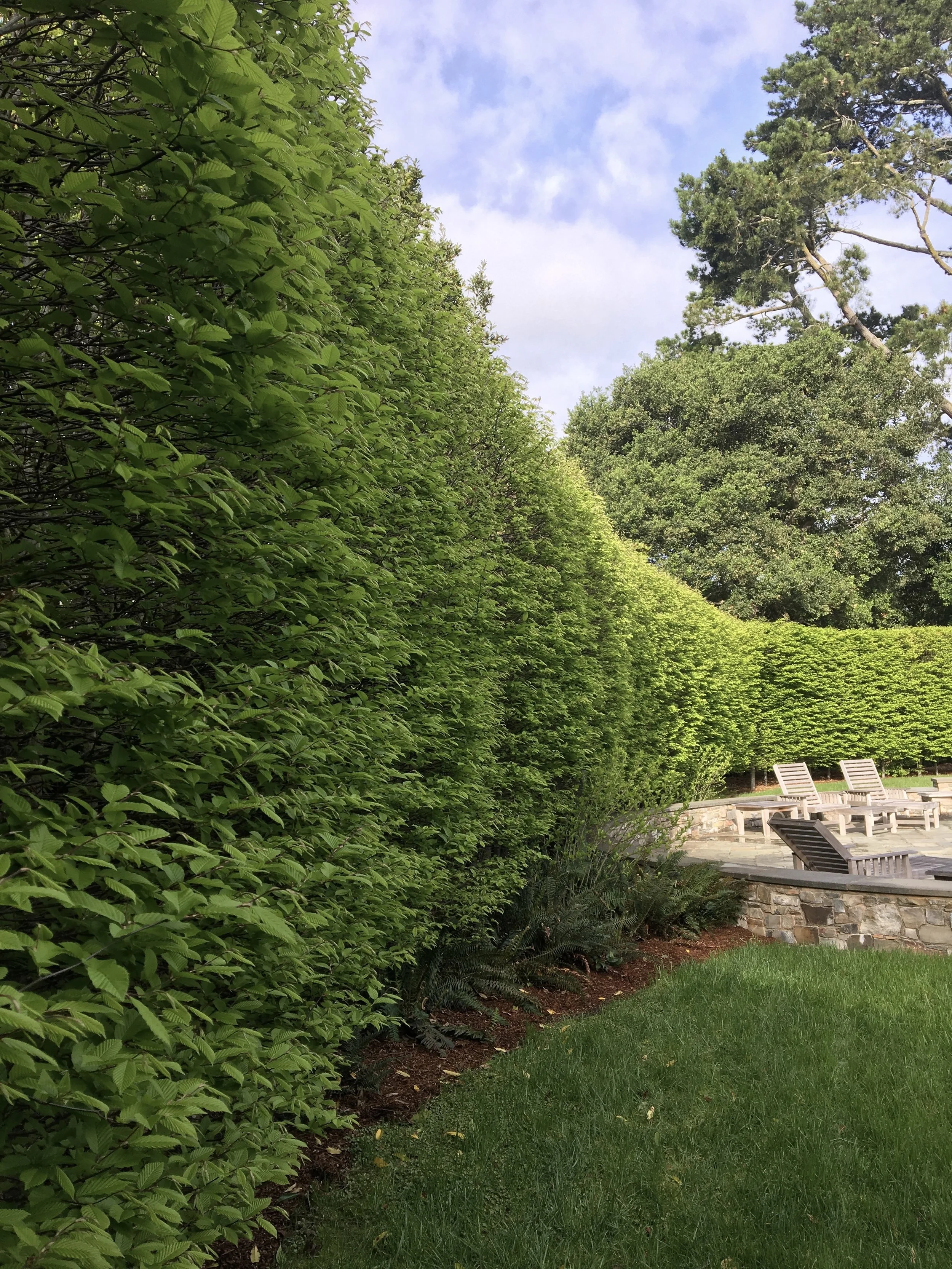 Diana's Hornbeam.jpeg