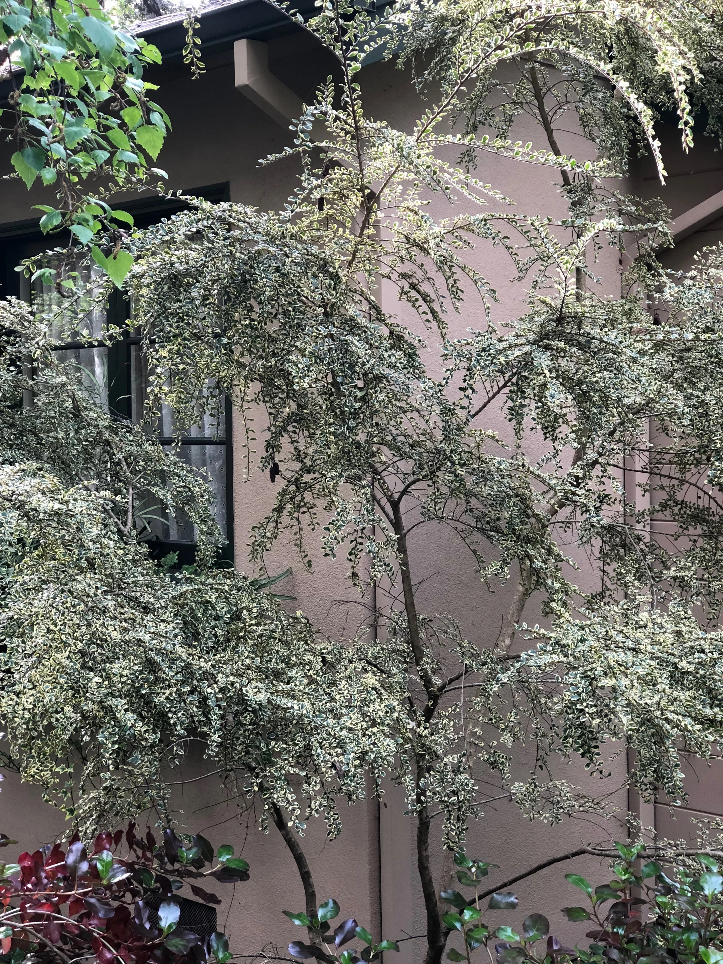 Susan's Garden — Hillsborough Garden Club