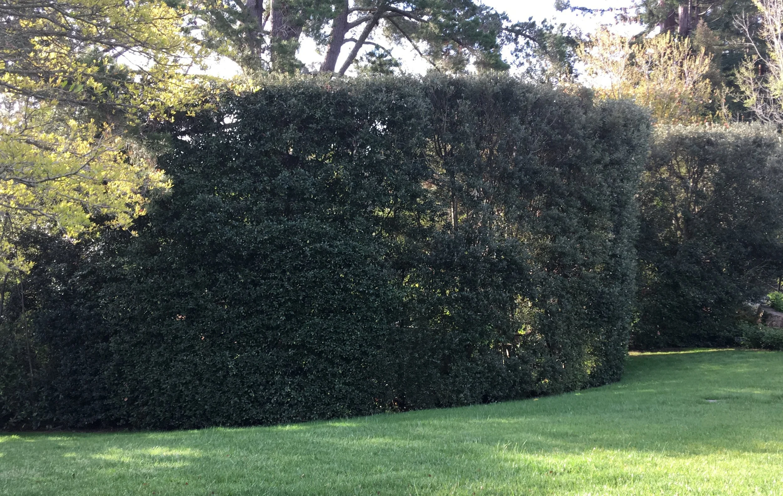 Maryellie Holly Oak hedge.jpeg