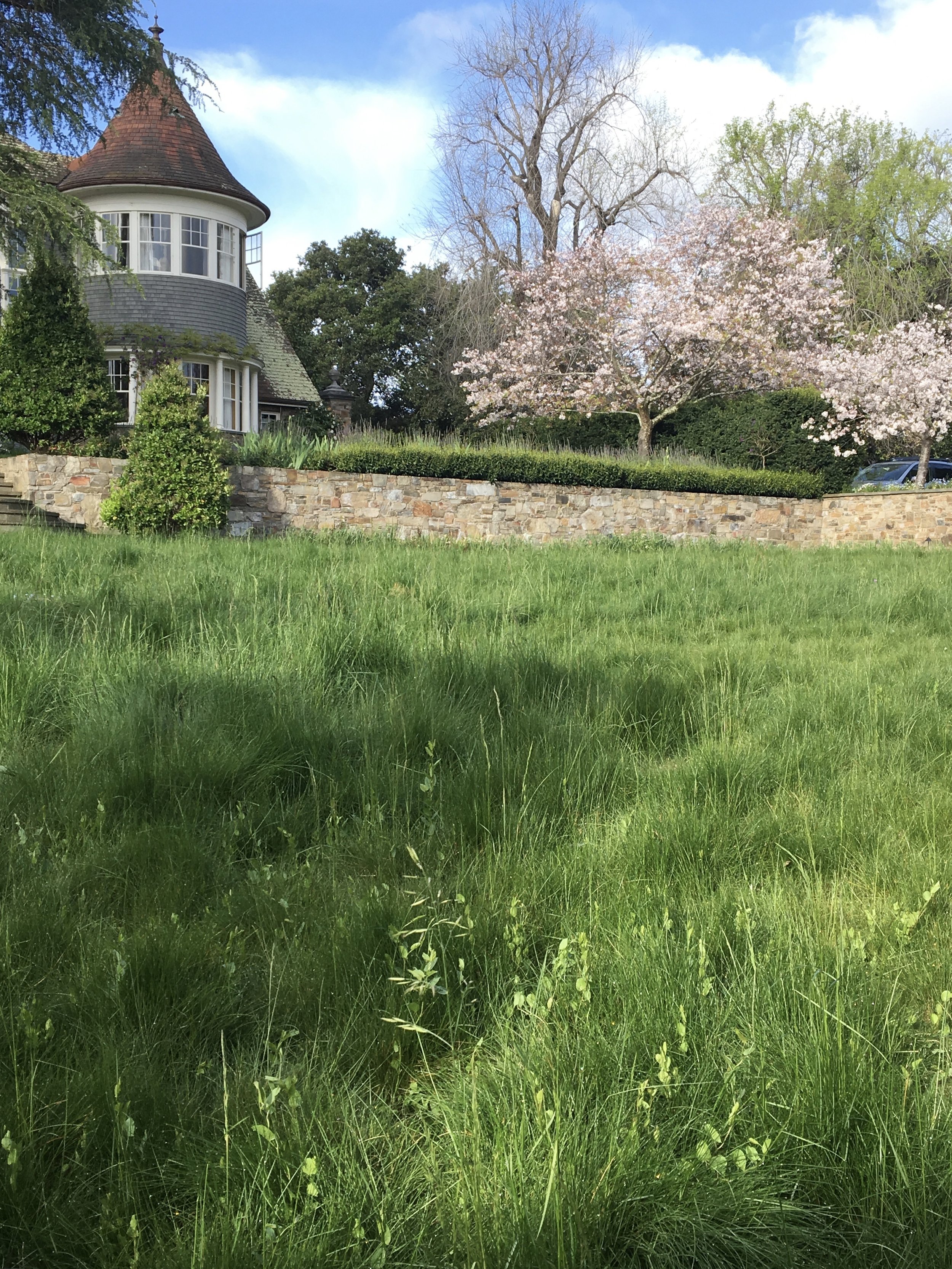 Diana Meadow Grass.jpeg