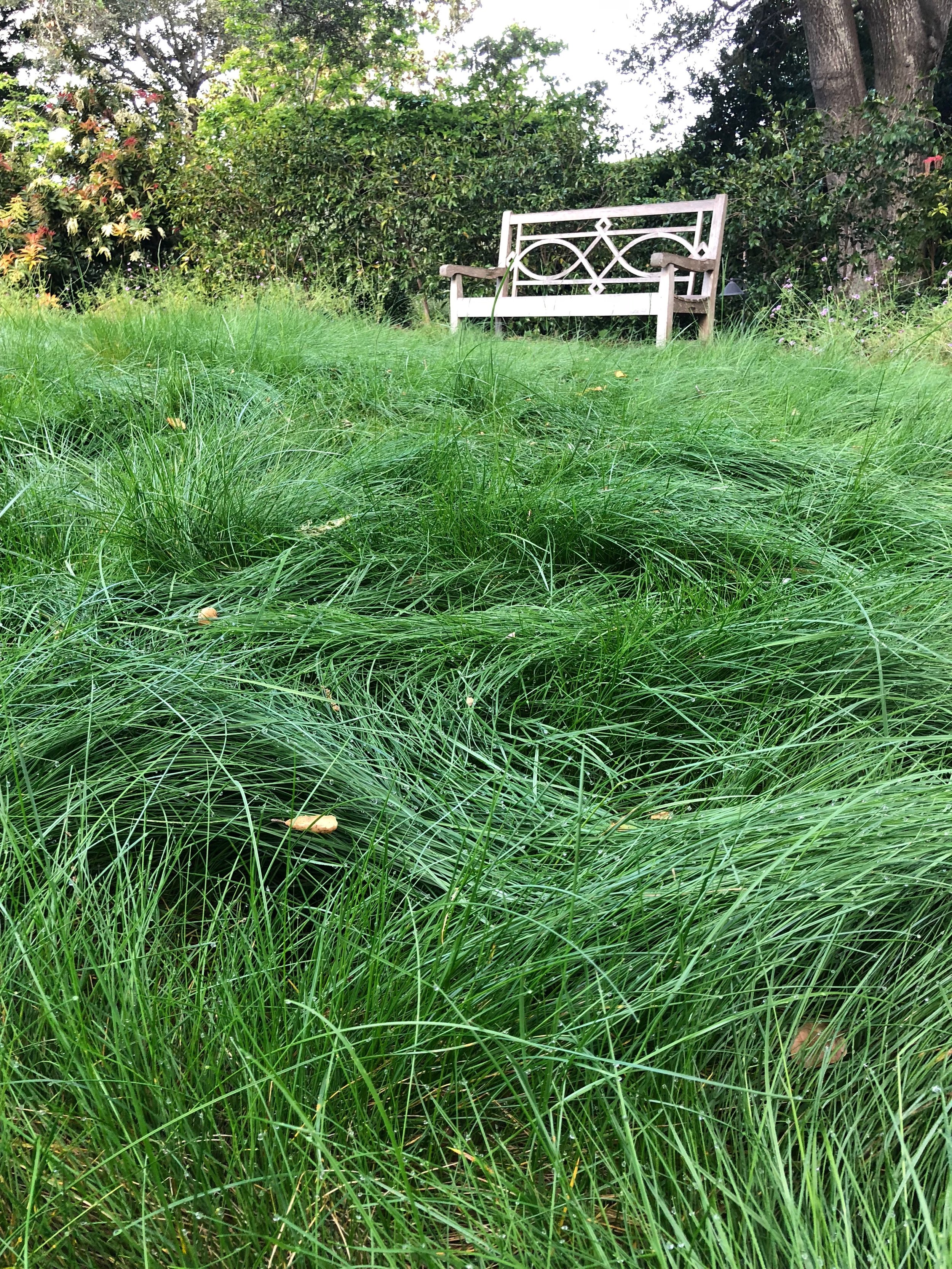 Diana Meadow Grass2.jpg
