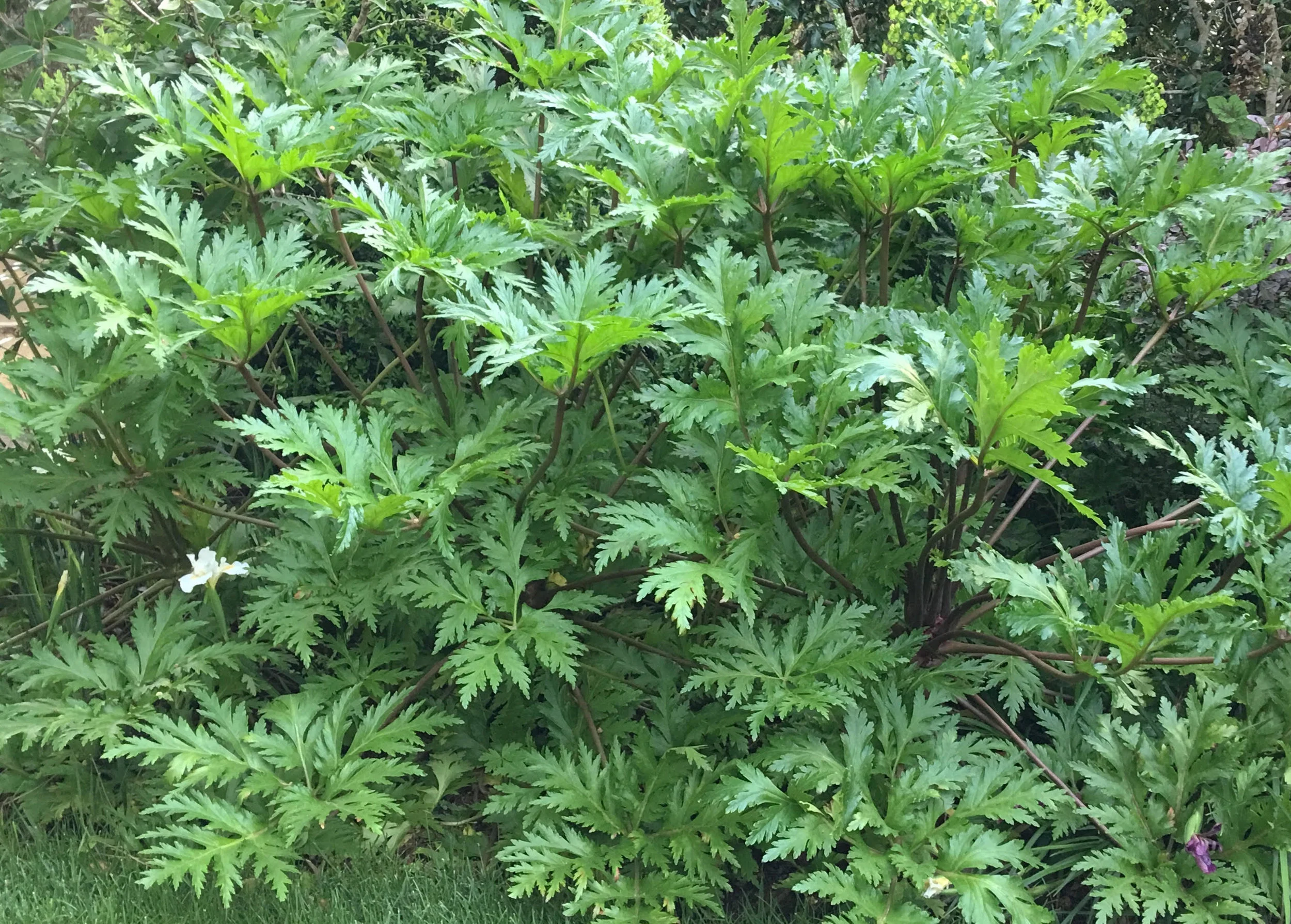 giantgeranium.jpg