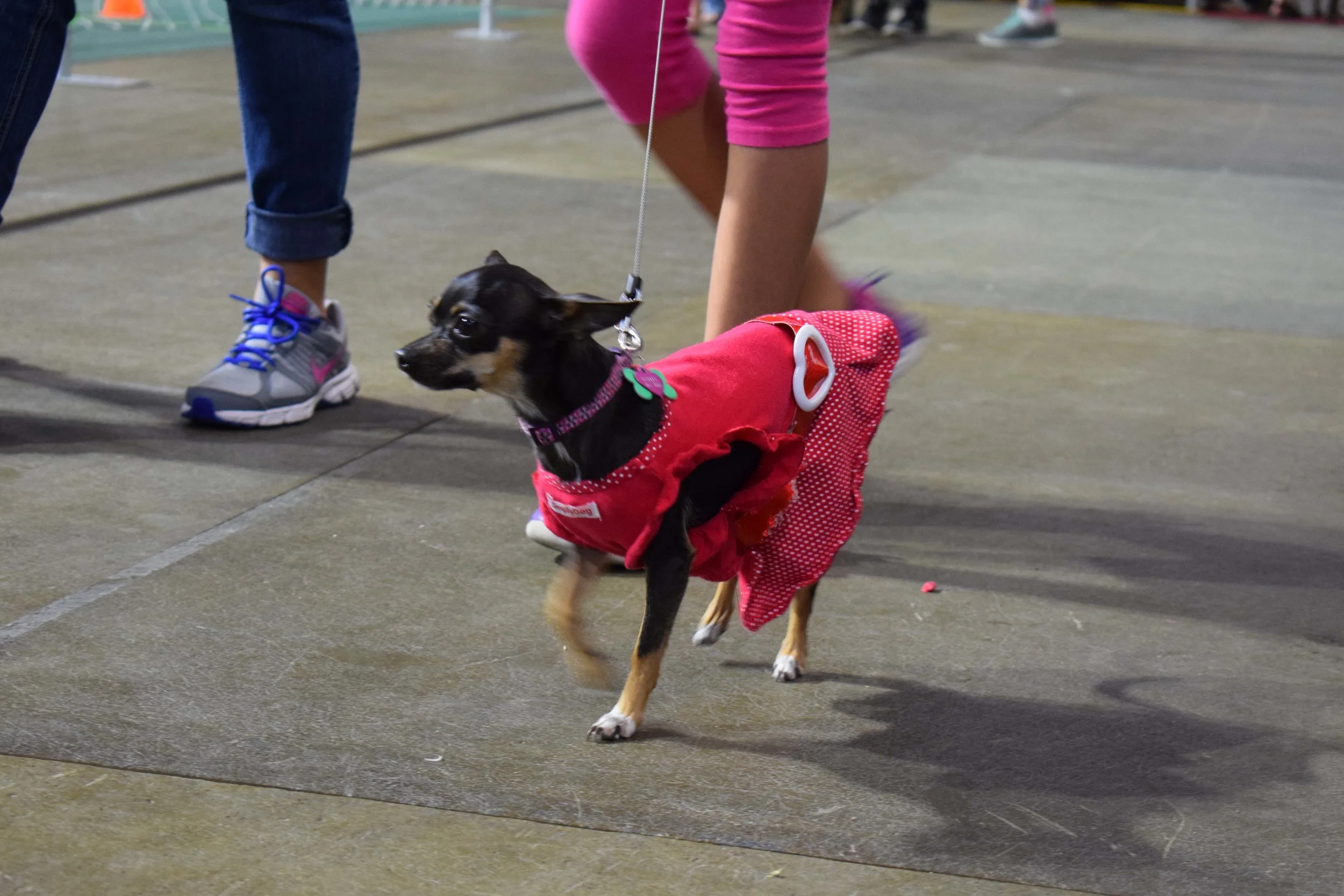 DSC_0742.jpg
