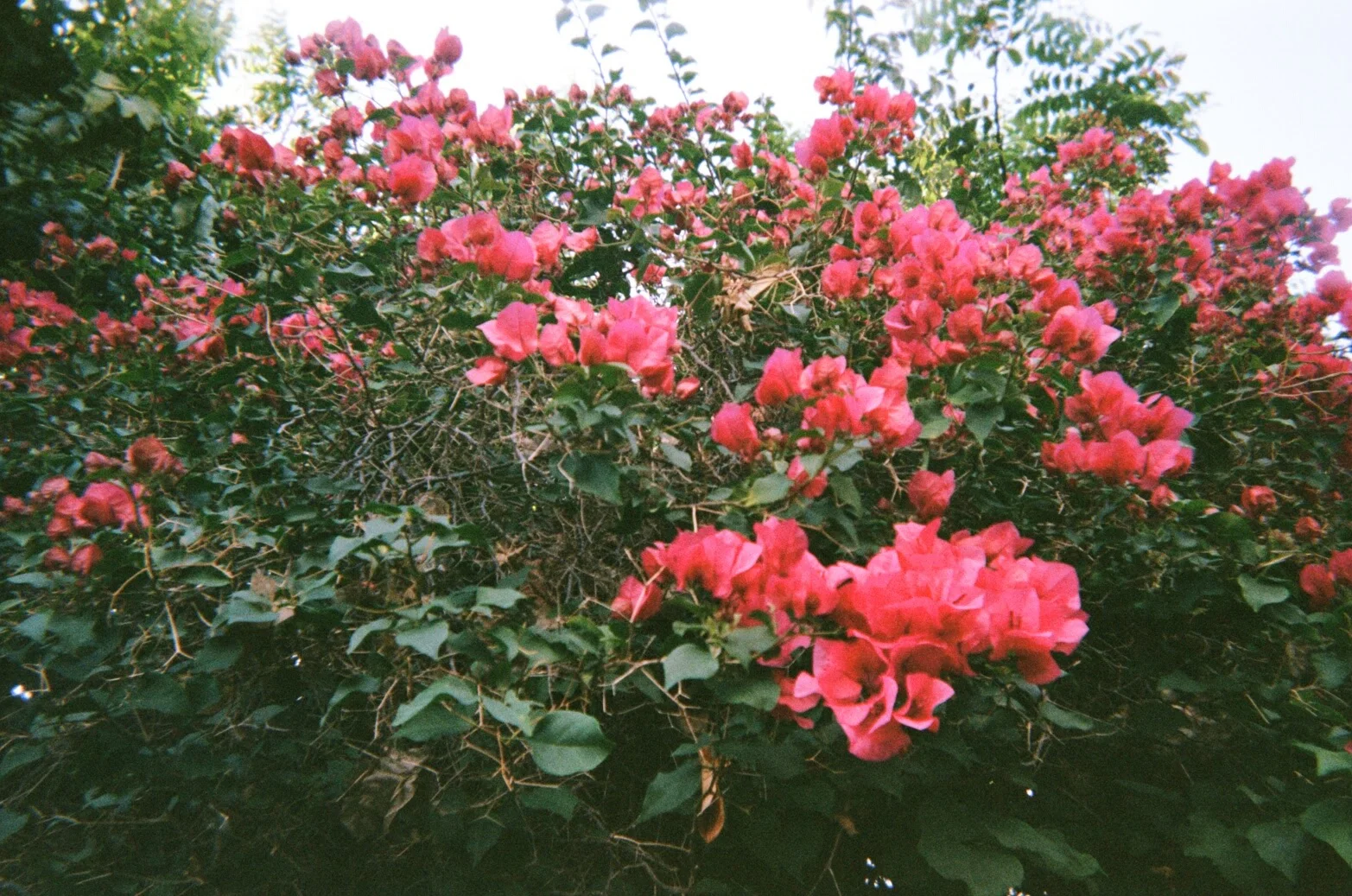 bougainvillea.jpg